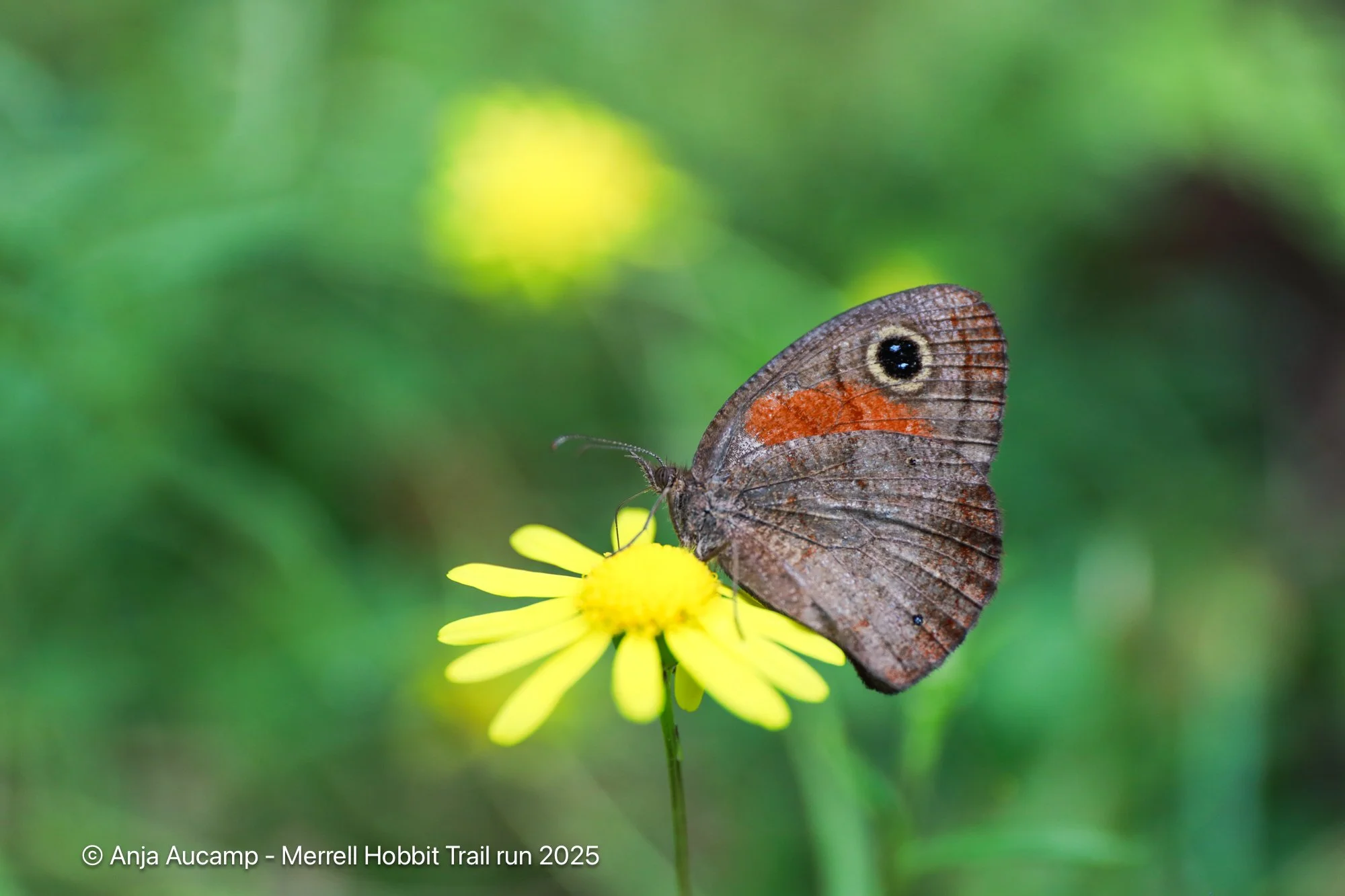 Hobbit2025 anja-41.jpg