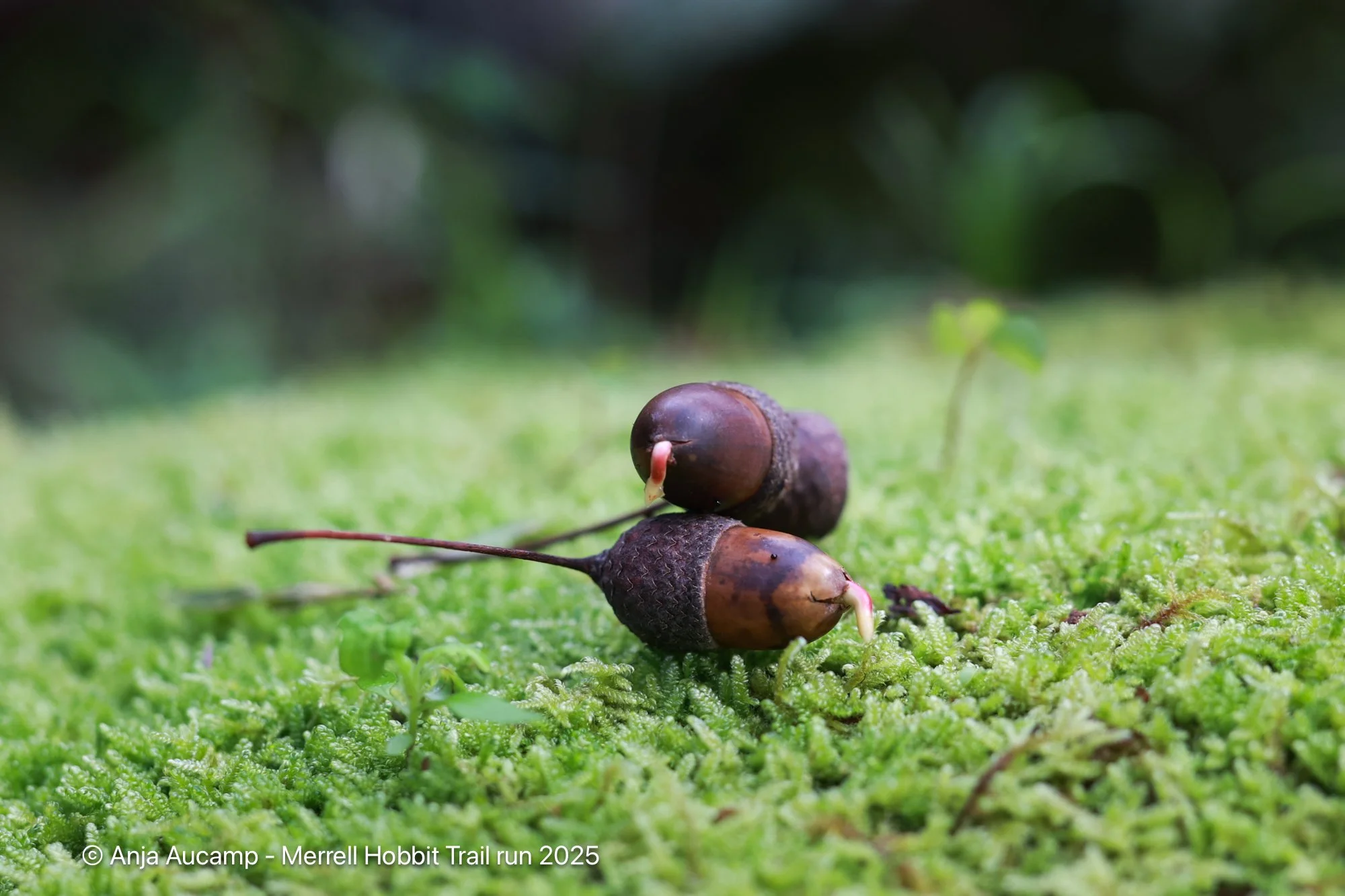 Hobbit2025 anja-66.jpg