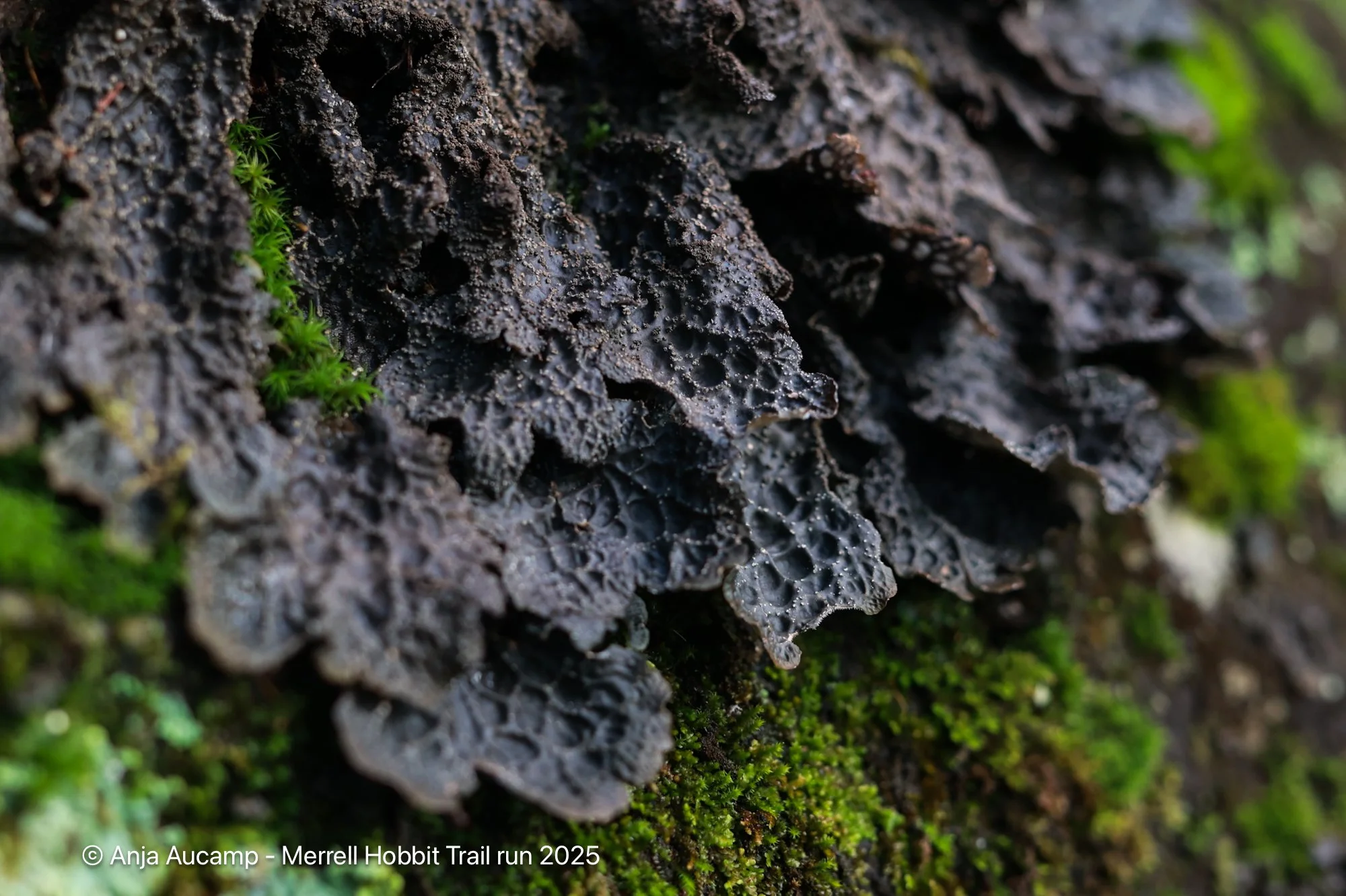 Hobbit2025 anja-69.jpg