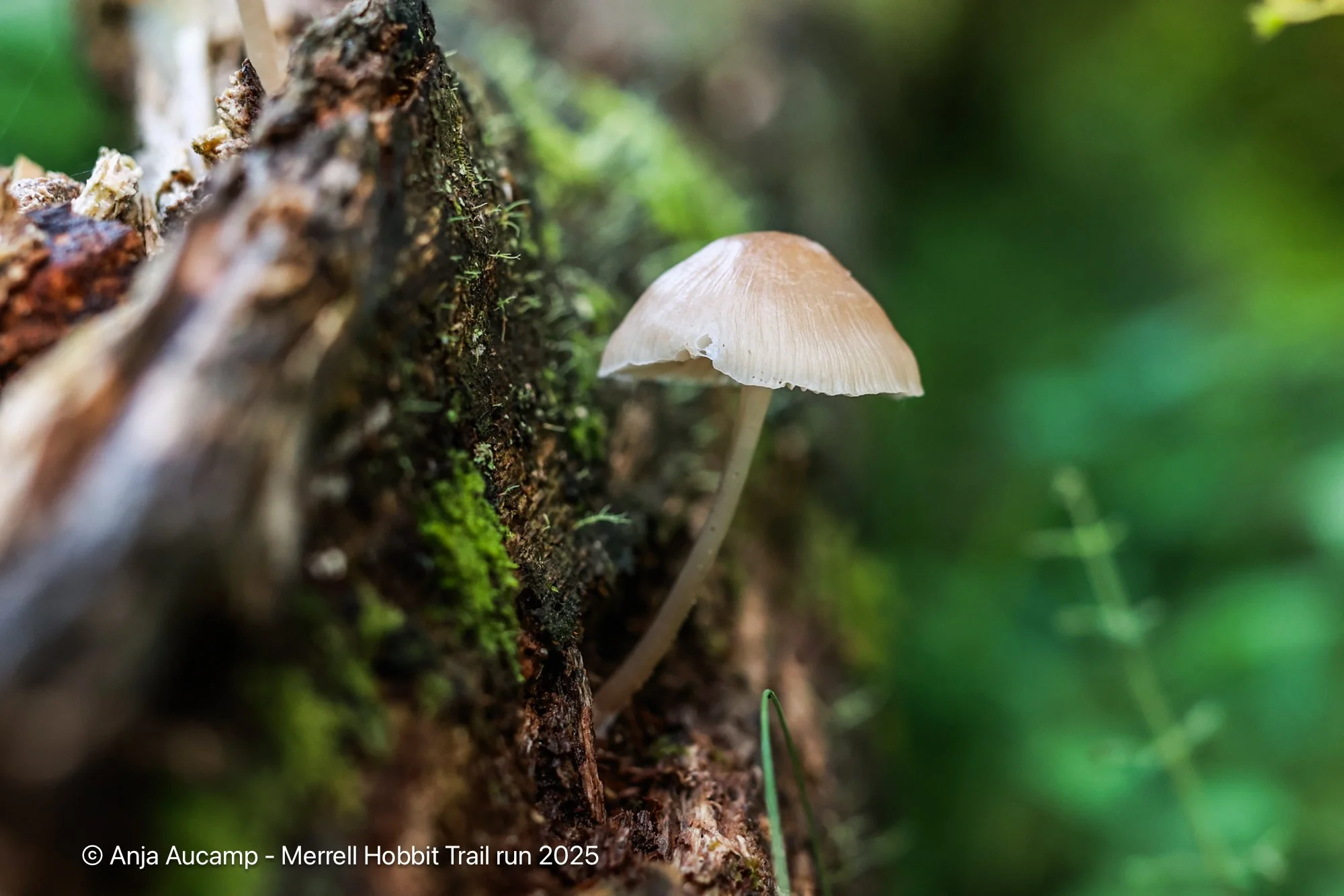 Hobbit2025 anja-75.jpg