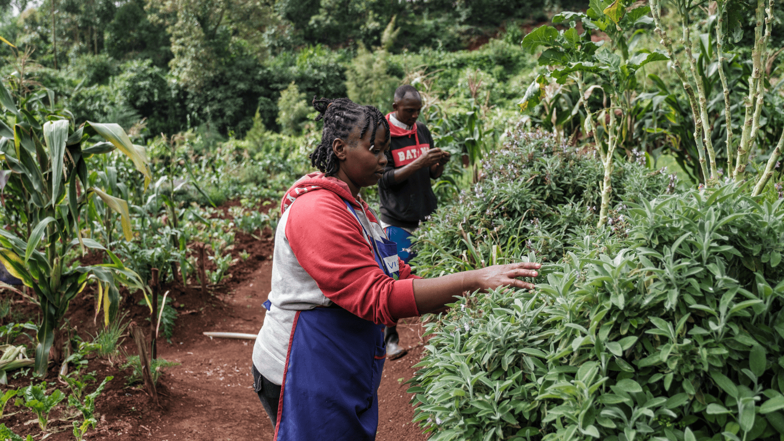4th Africa Food Systems Transformation Meeting