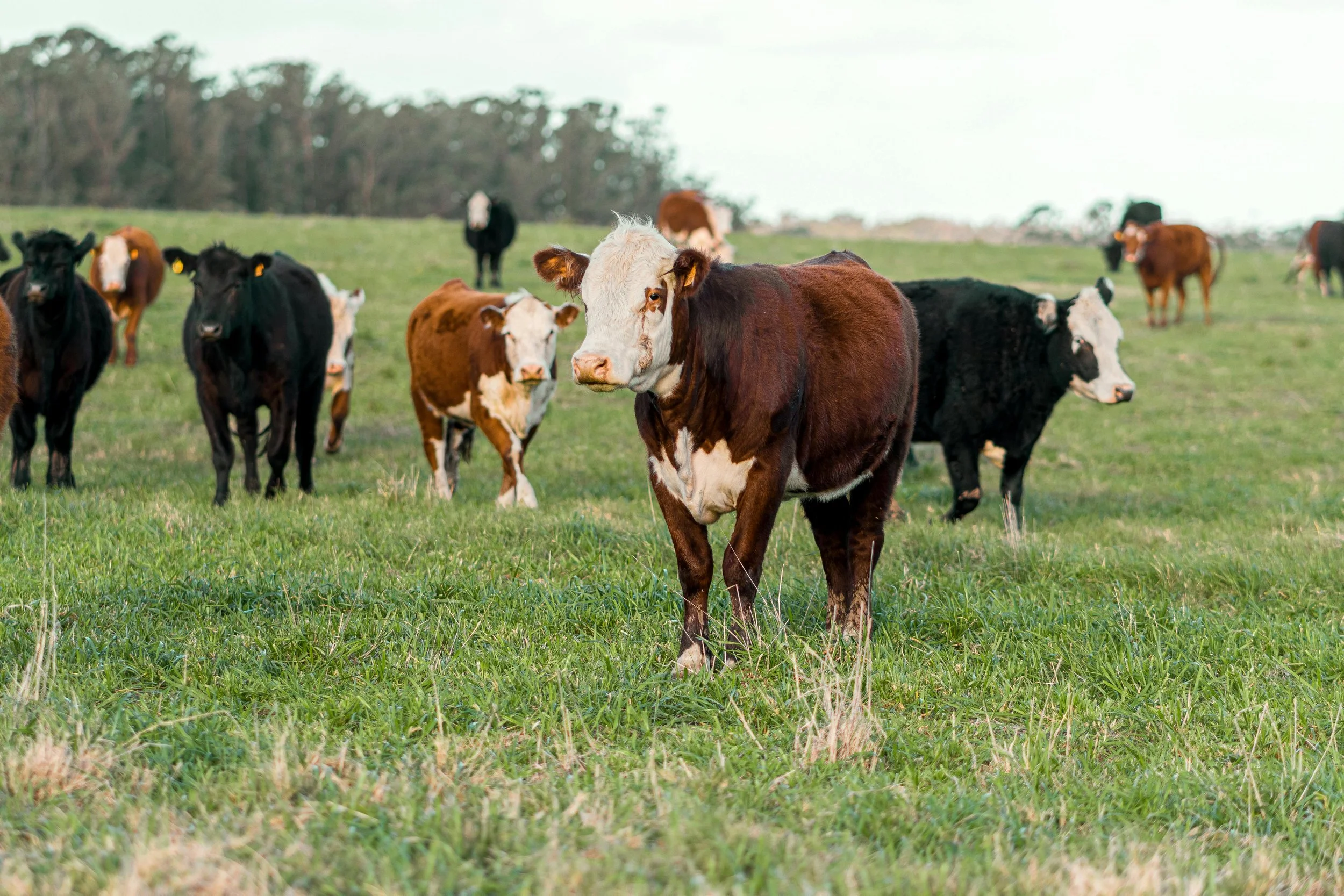 Why restoring soil health is a win-win for farmers and the environment