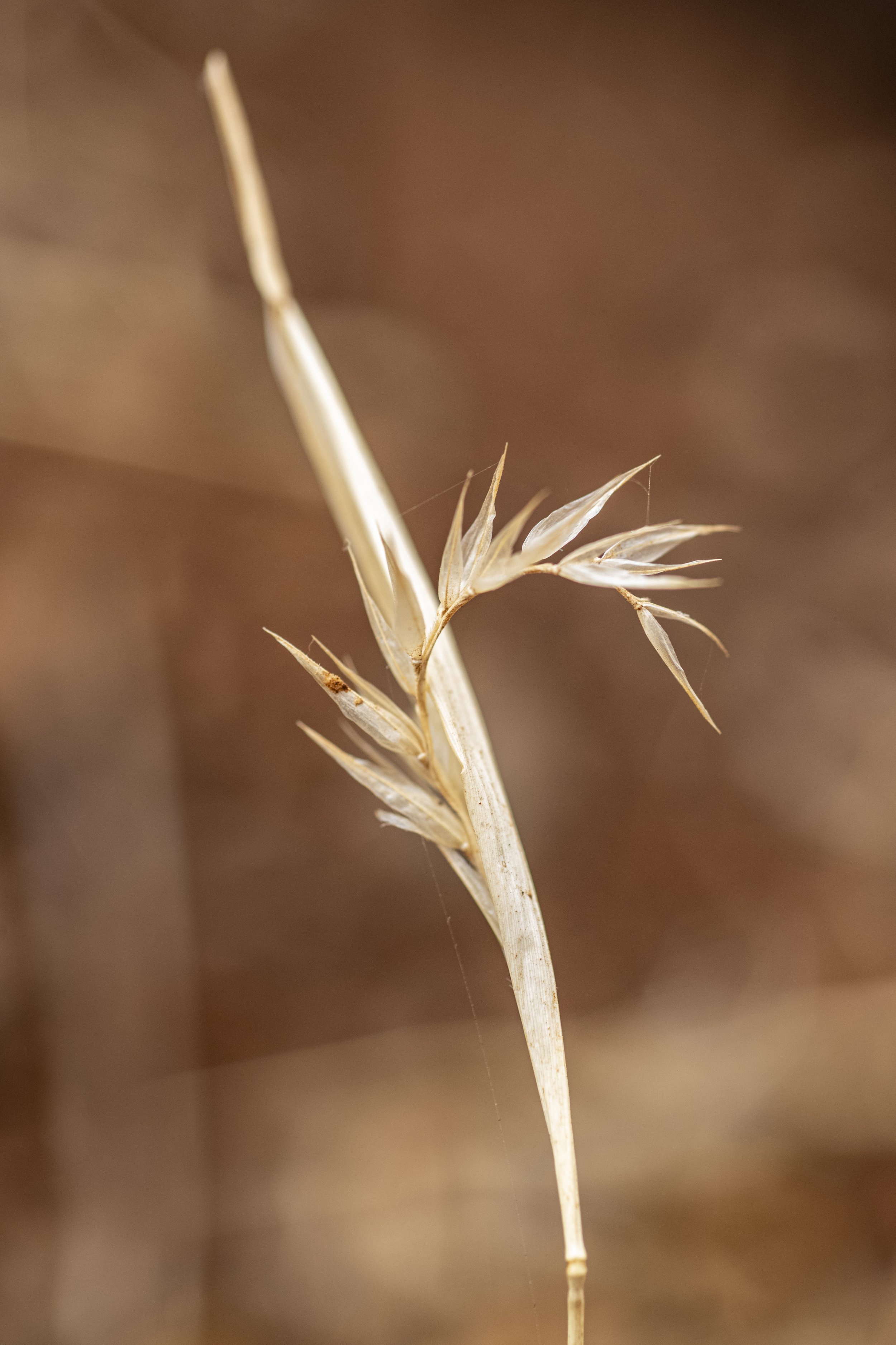 KT_240824_CIFORICRAF_SoilsThemeRangelands_7759.jpg