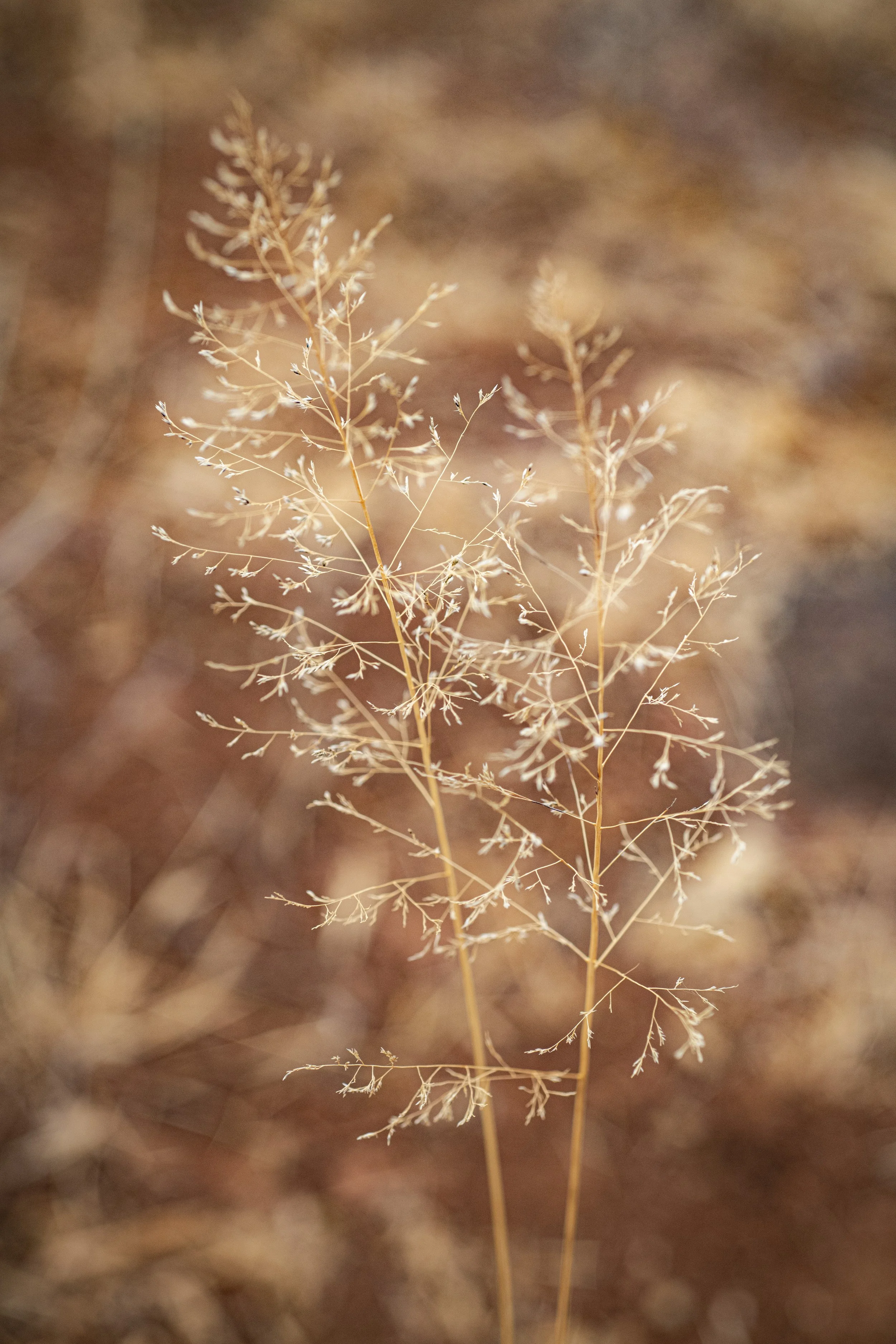KT_240824_CIFORICRAF_SoilsThemeRangelands_7803.jpg