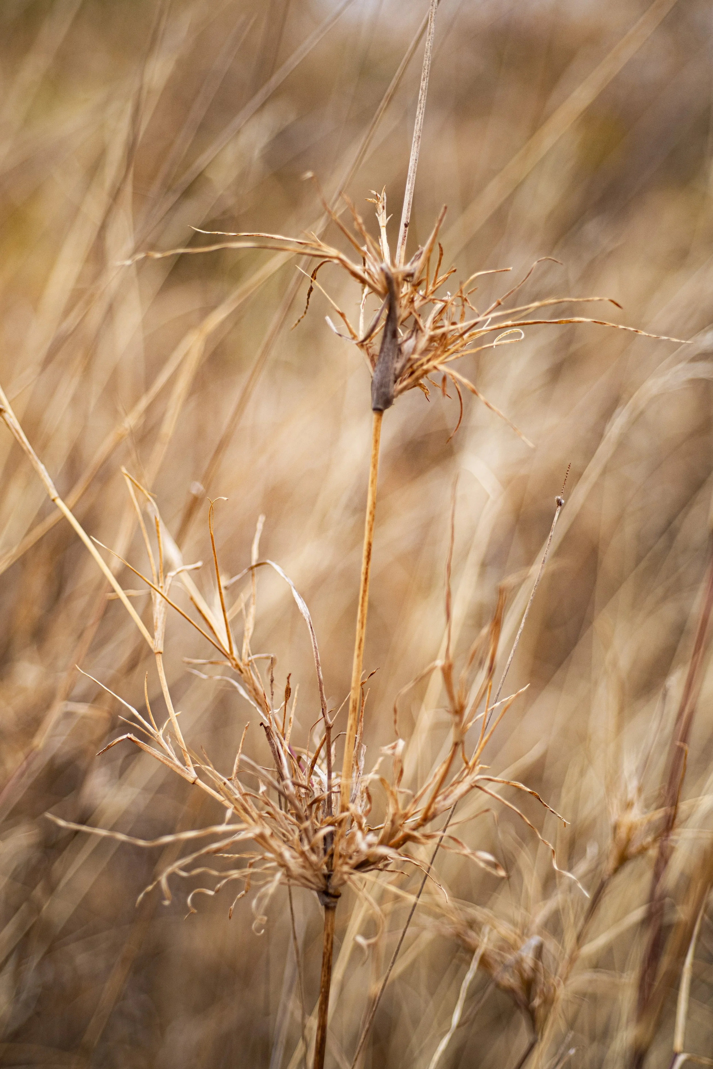 KT_240825_CIFORICRAF_SoilsThemeRangelands_7973.jpg