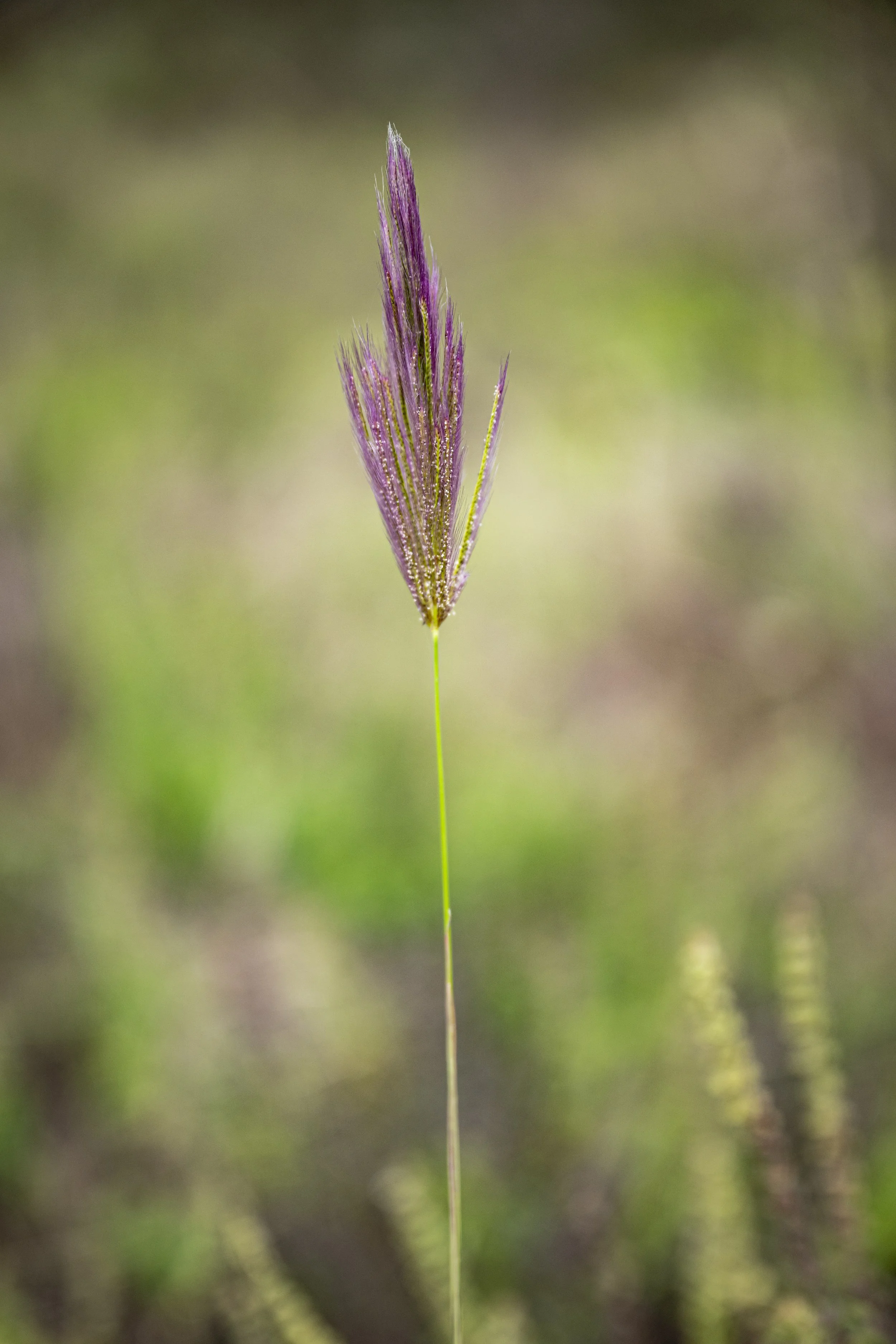 KT_240824_CIFORICRAF_SoilsThemeRangelands_9575.jpg