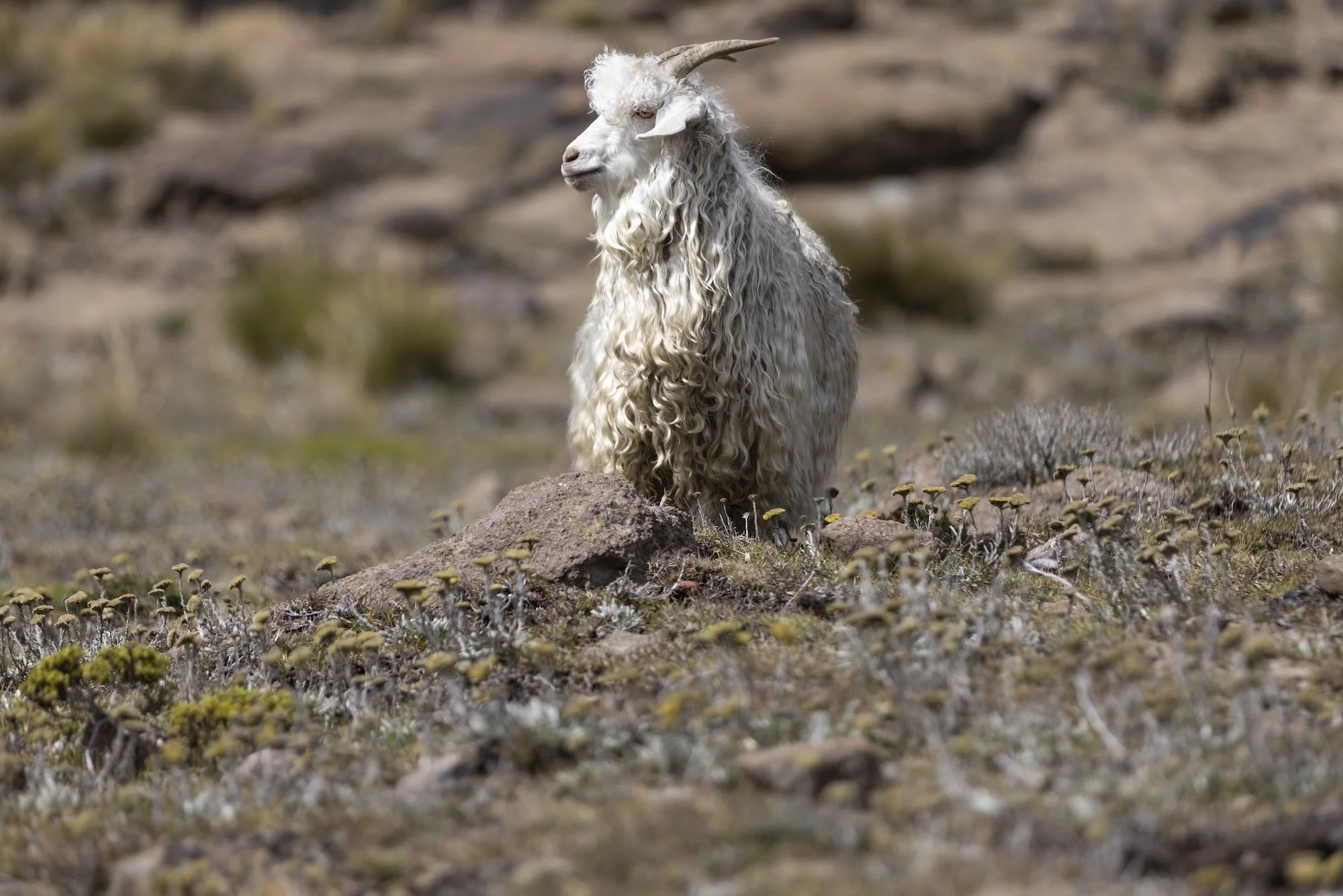 Drakensberg22©AlexisBerg_2642.jpg