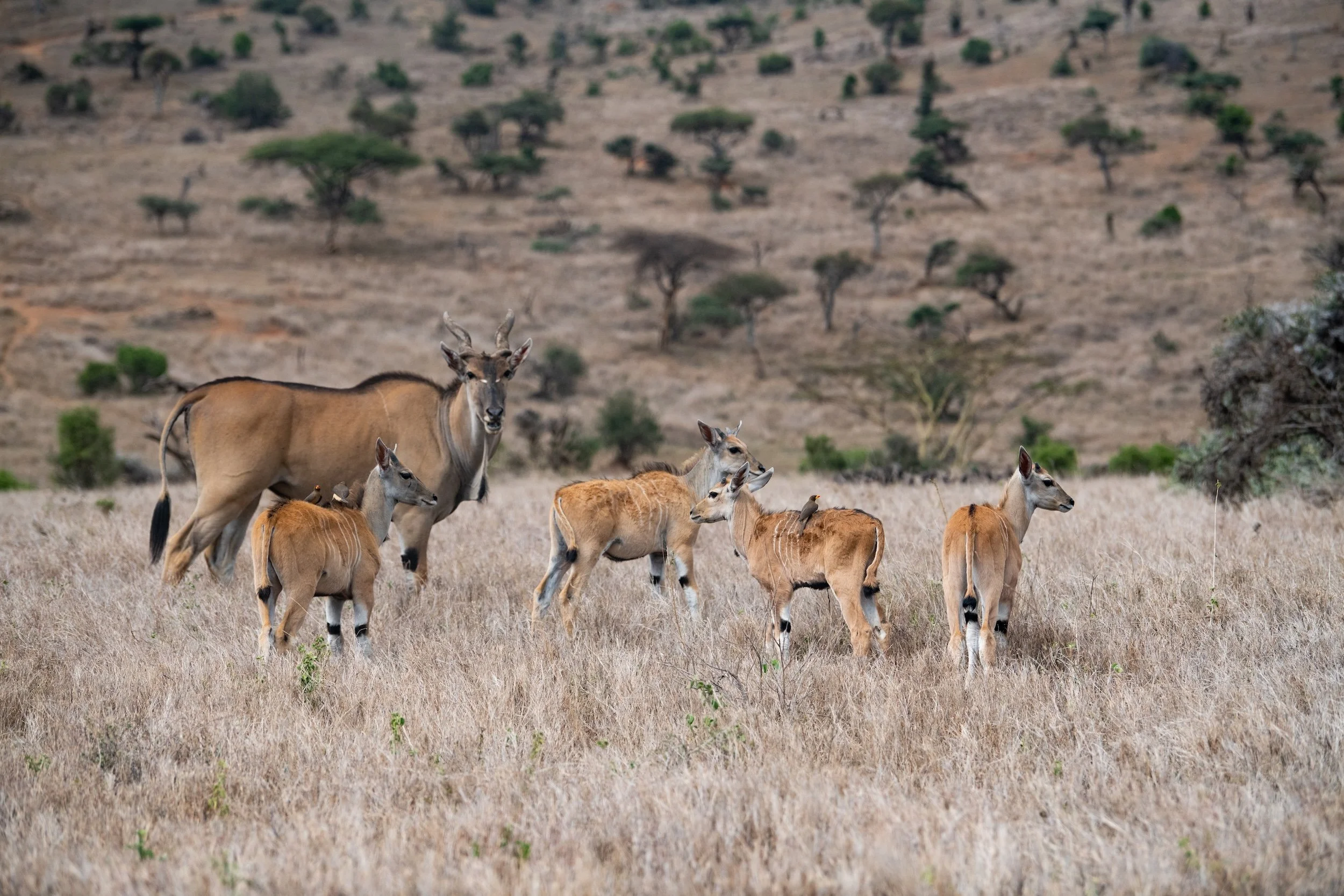 KT_211119_ICRAF_LDSF_6704.jpg