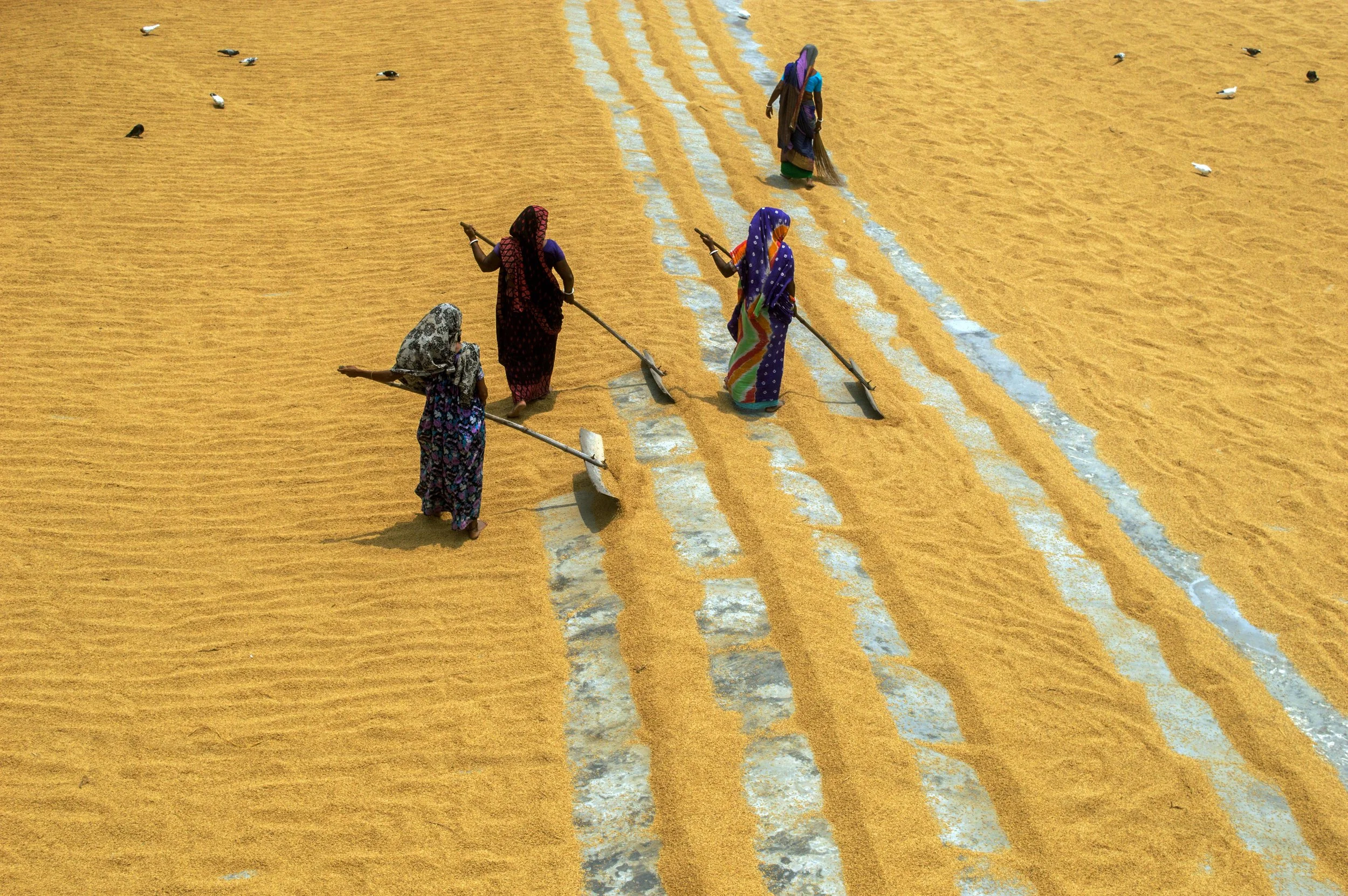 03_The Golden Hands of Harvest.jpg