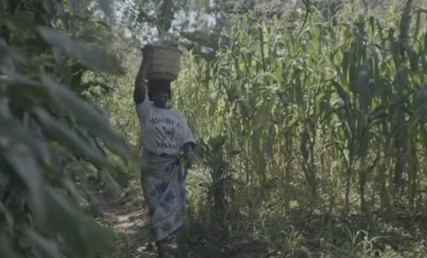 Mucuna Pruriens - Empowering Women in Kenya