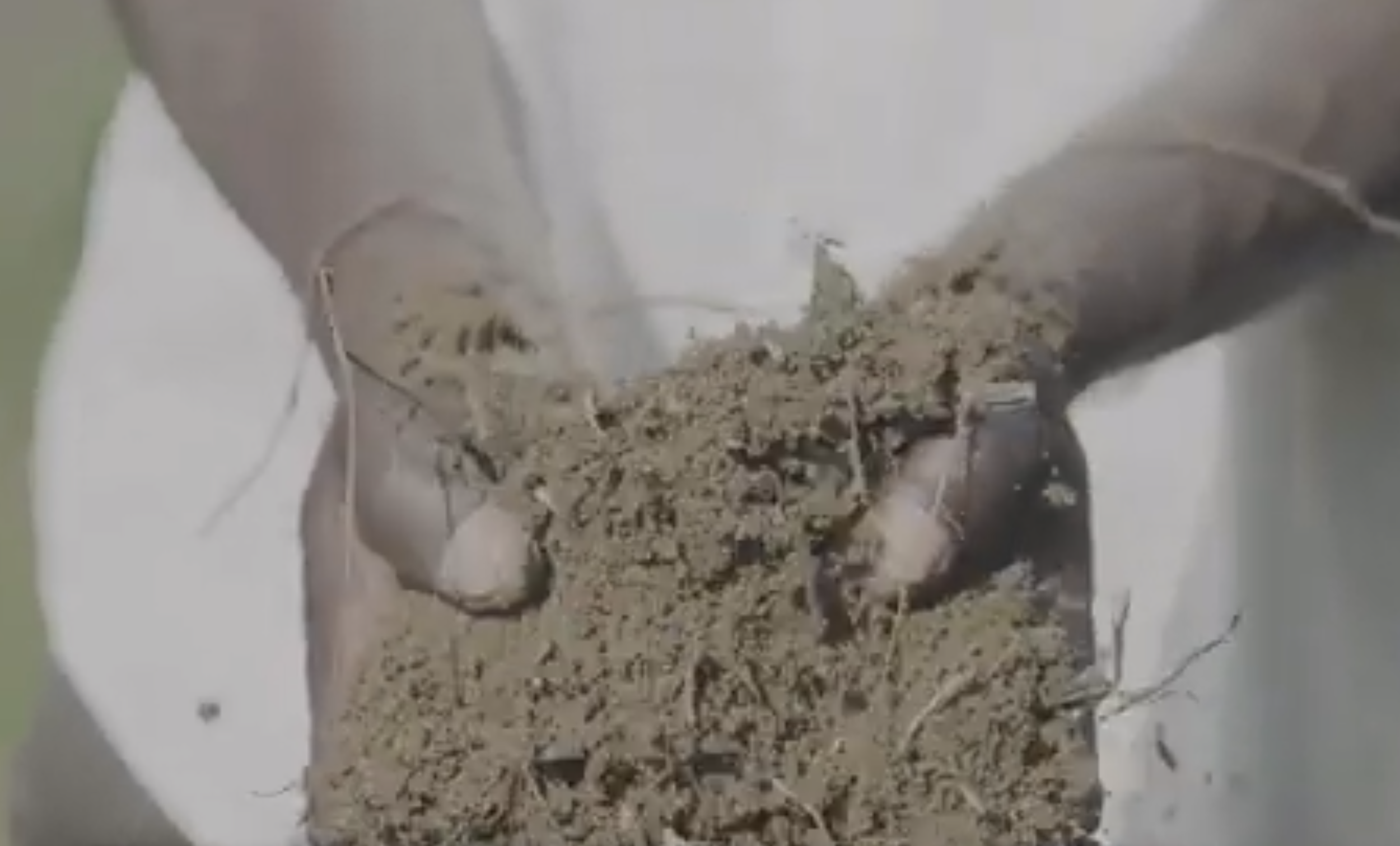 Improving Soil Fertility Through the Use of Green Manure Cover Crops