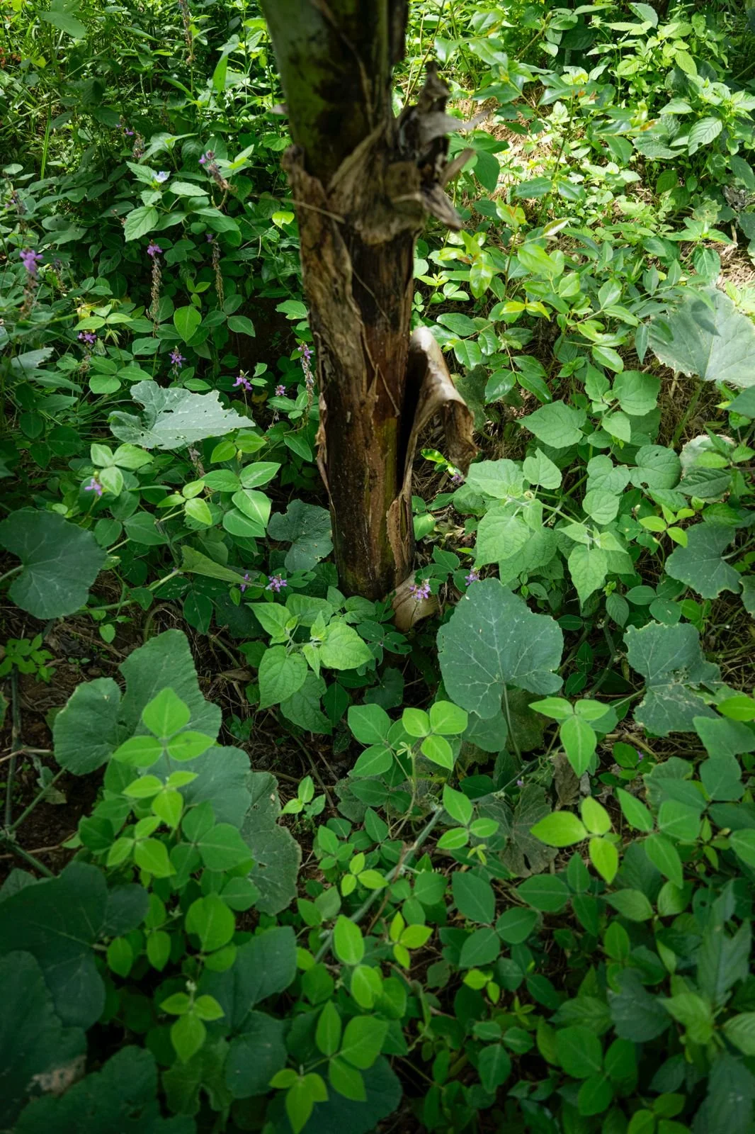 OP-ED | Cover crops can pay, but we are asking the wrong question