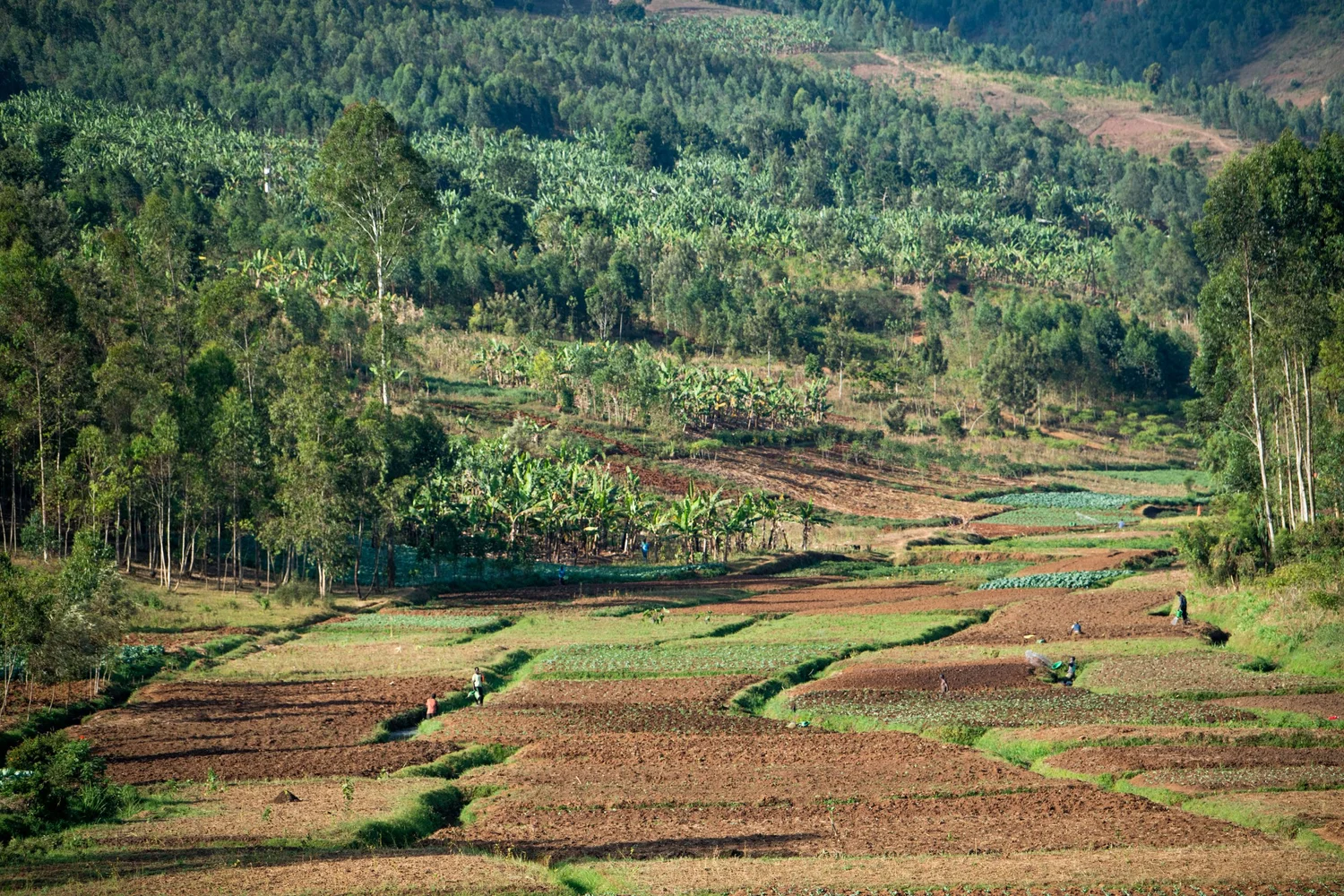 Coalition of Action for Soil Health