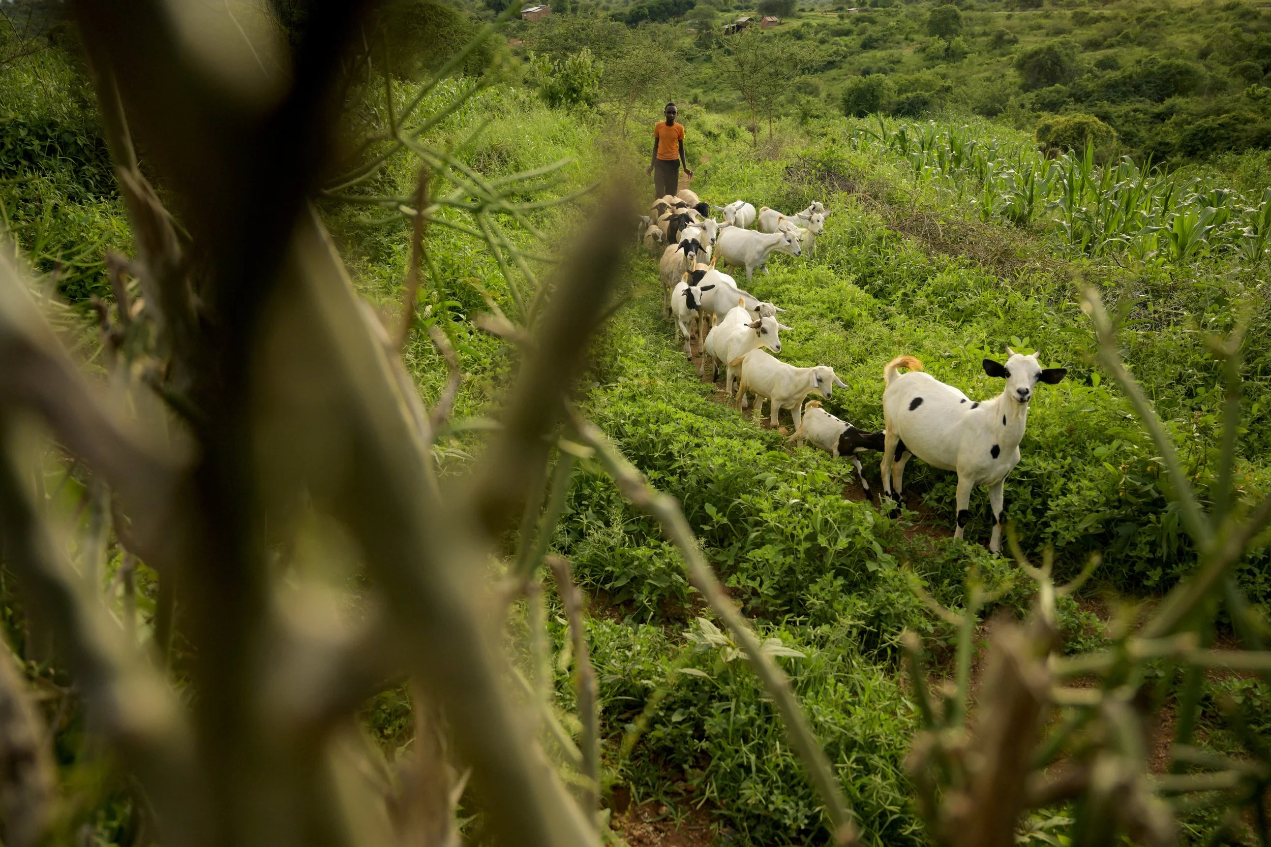 Soil Sdgs Coalition Of Action For Soil Health