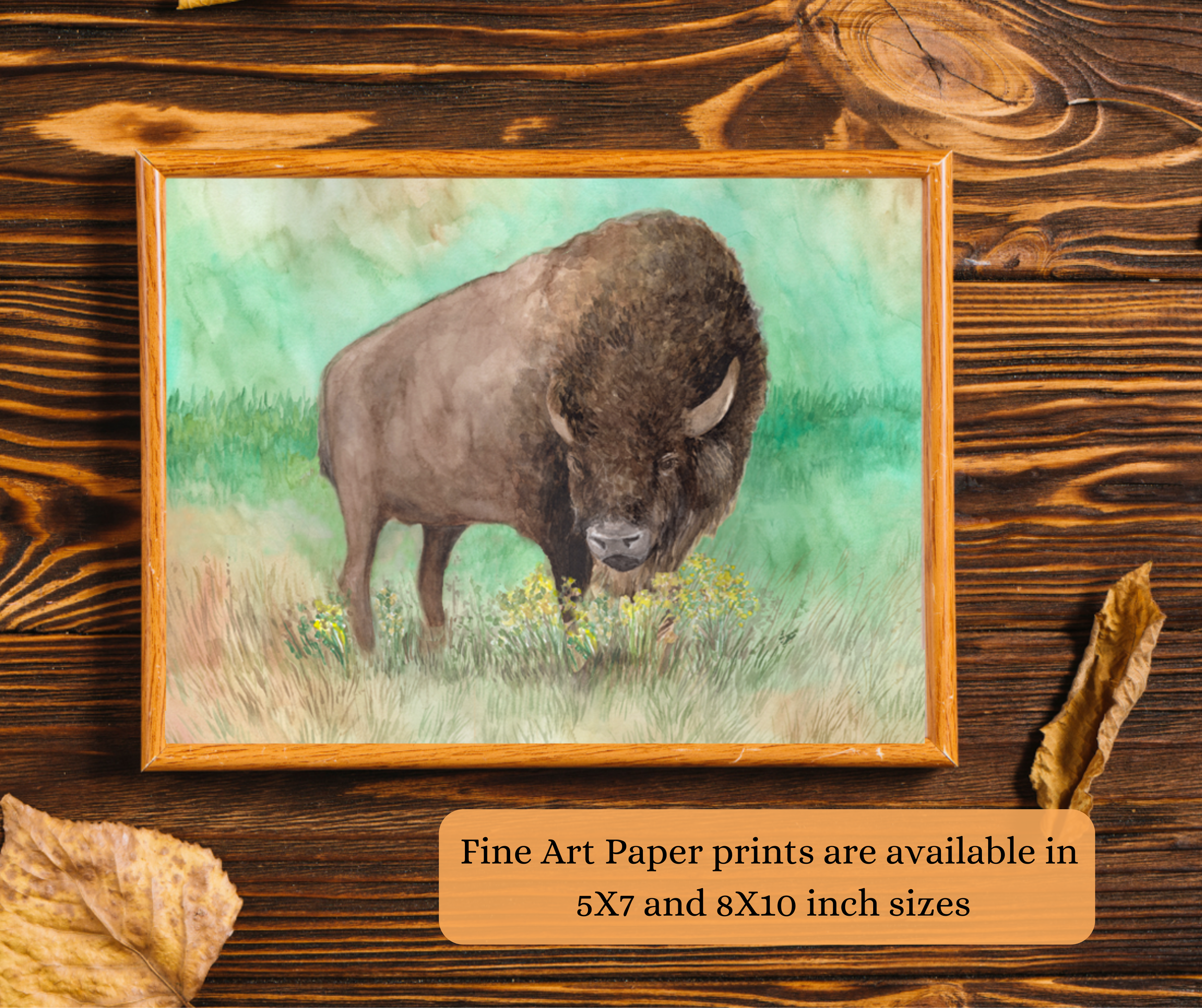 Watercolor painting of a Buffalo is available as a fine art print in 5X7 and 8X10 inch sizes.
