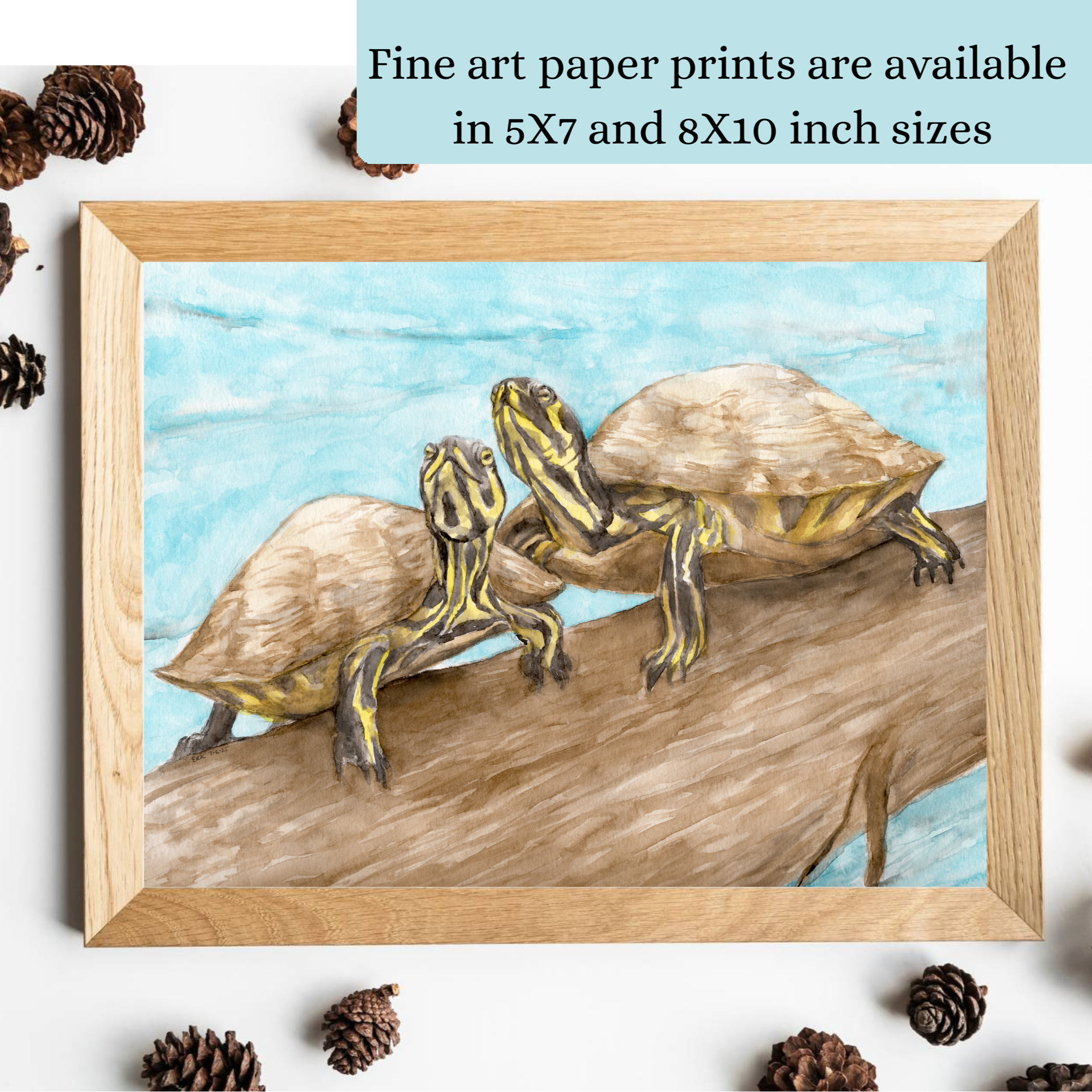 The watercolor turtle paintings are available as fine art prints in 5X7 and 8X10 inch sizes.