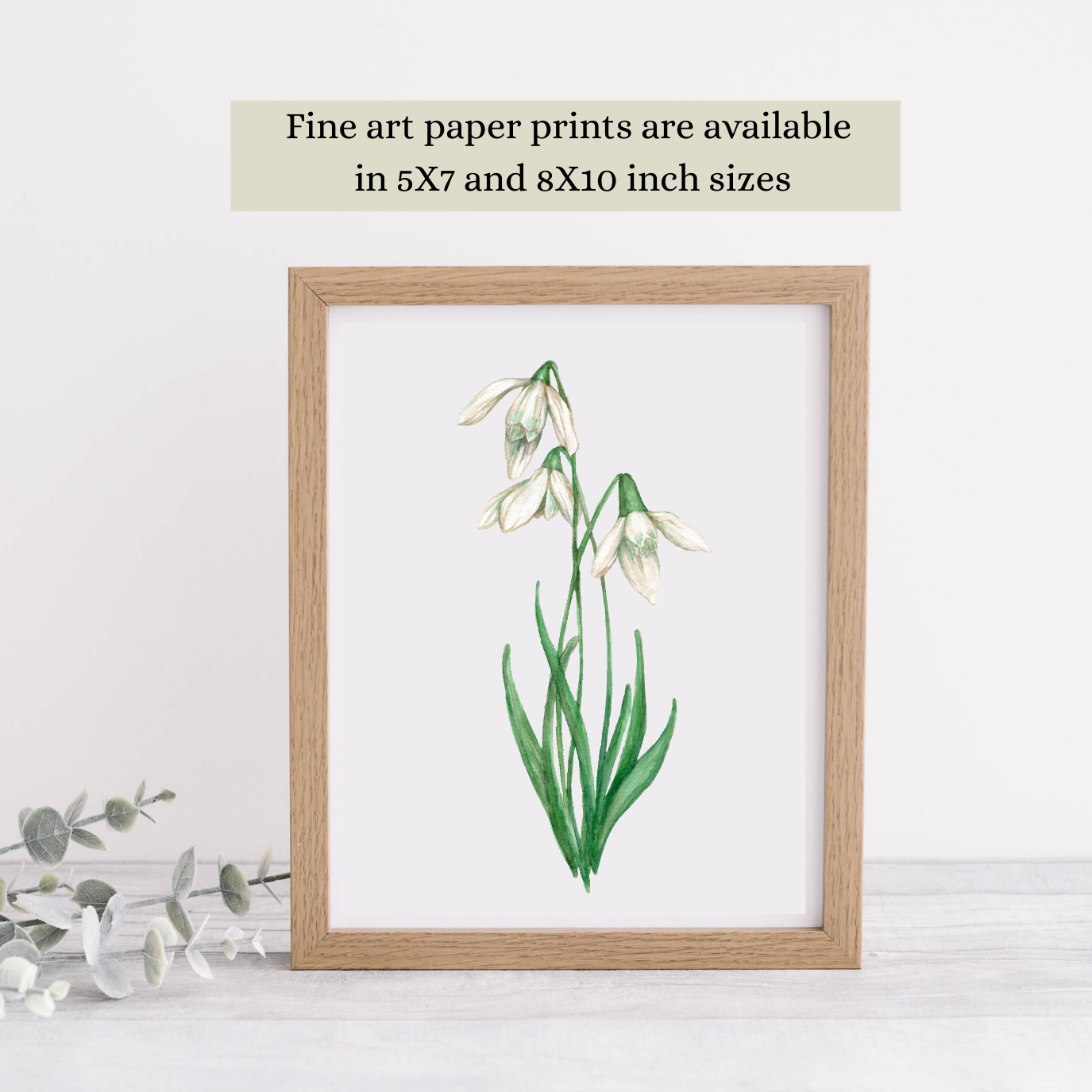 Watercolor Snowdrop painting is available as a fine art print in 5X7 and 8X10 inch sizes