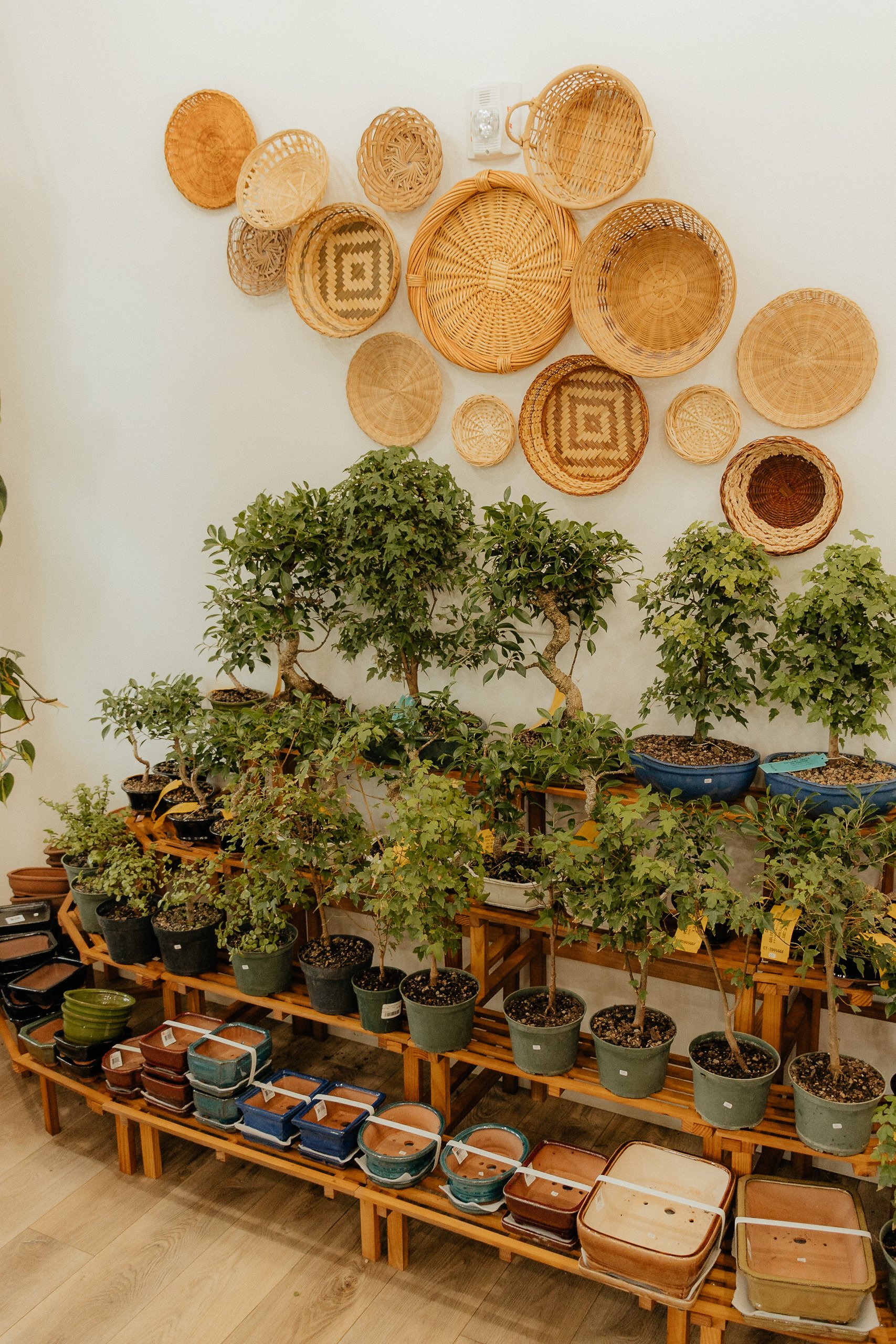 Photos — Bonsai Bai Me