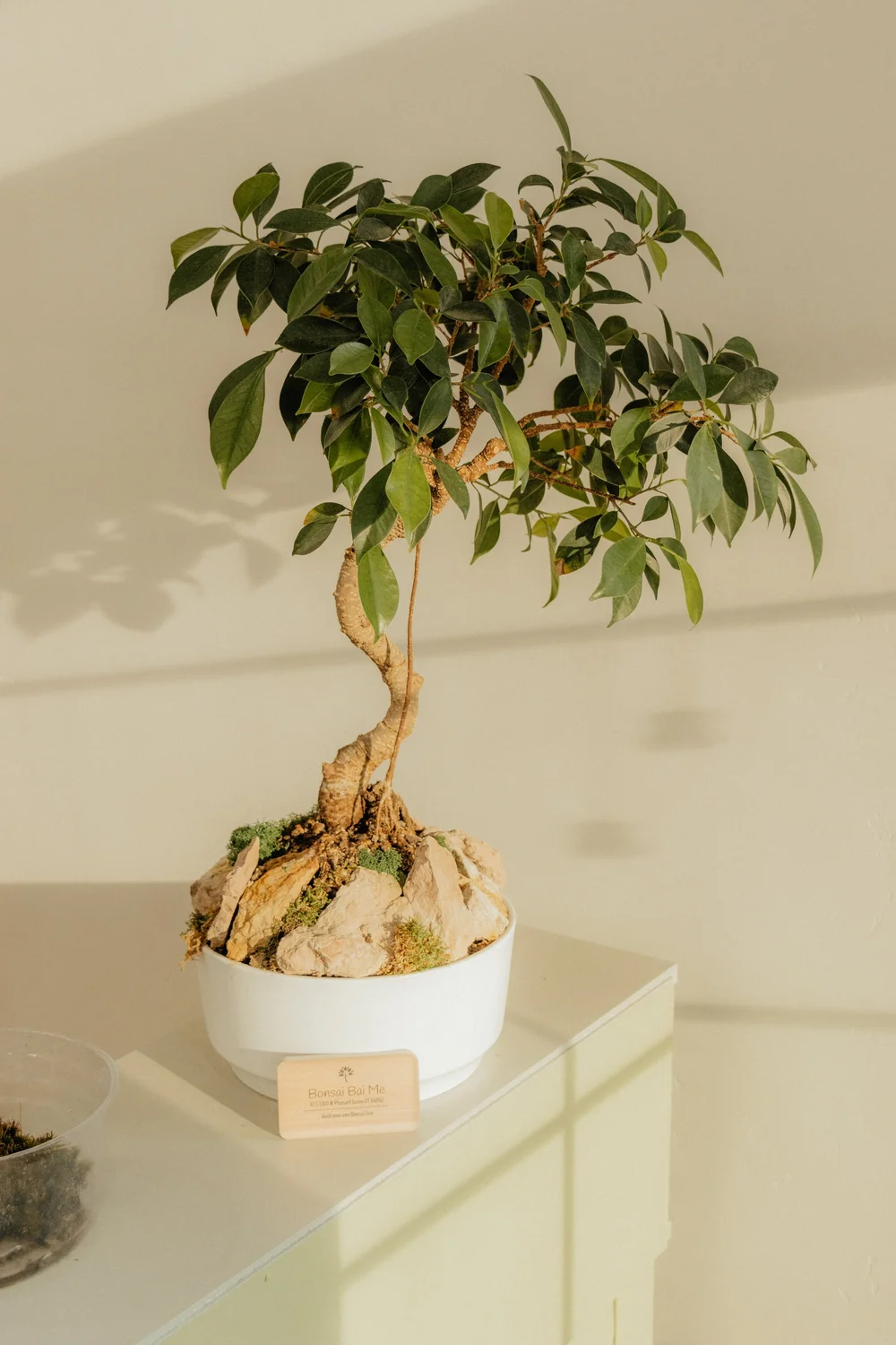 About Us Bonsai Bai Me — Bonsai Bai Me