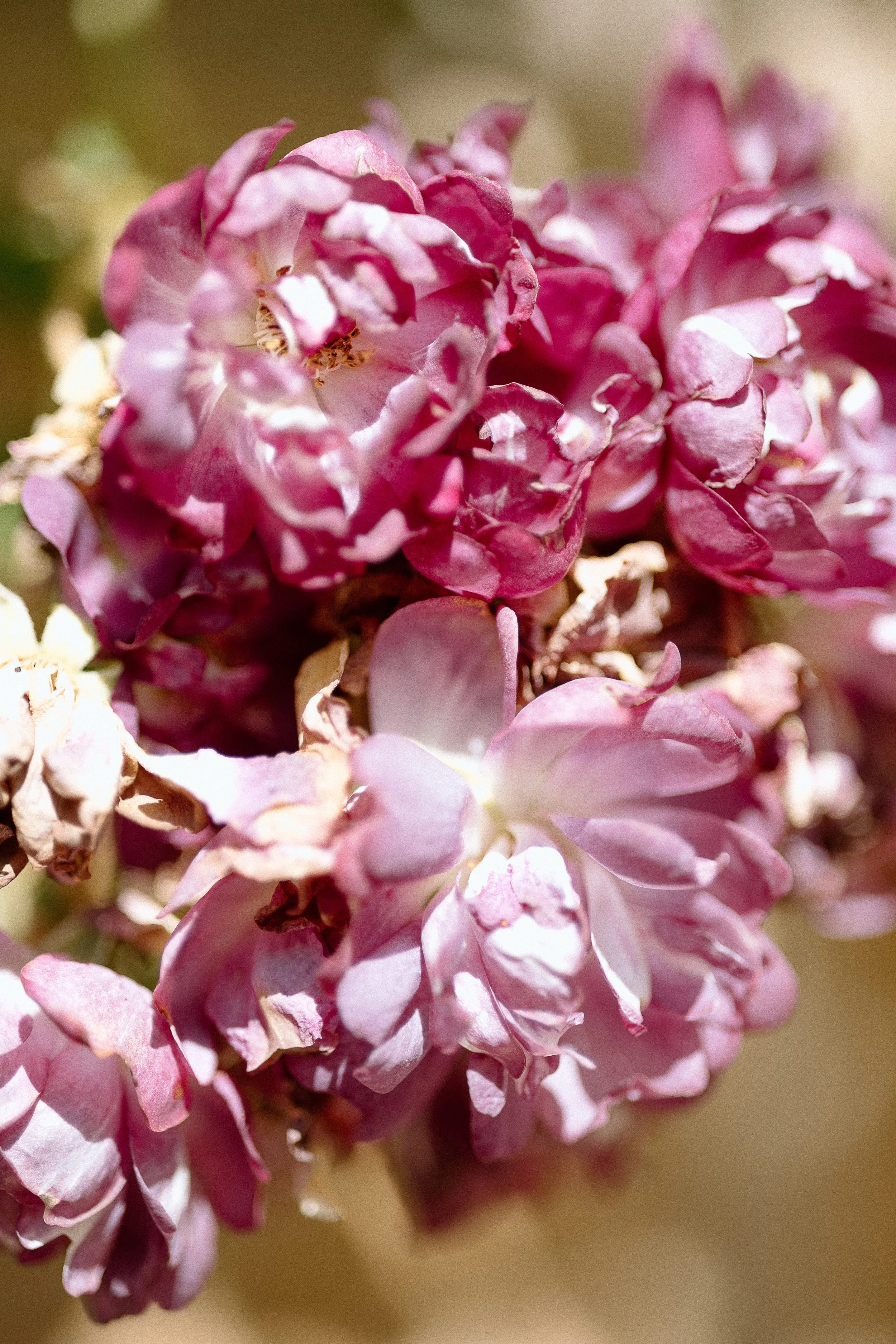 MR & MRS WOOD535.JPG