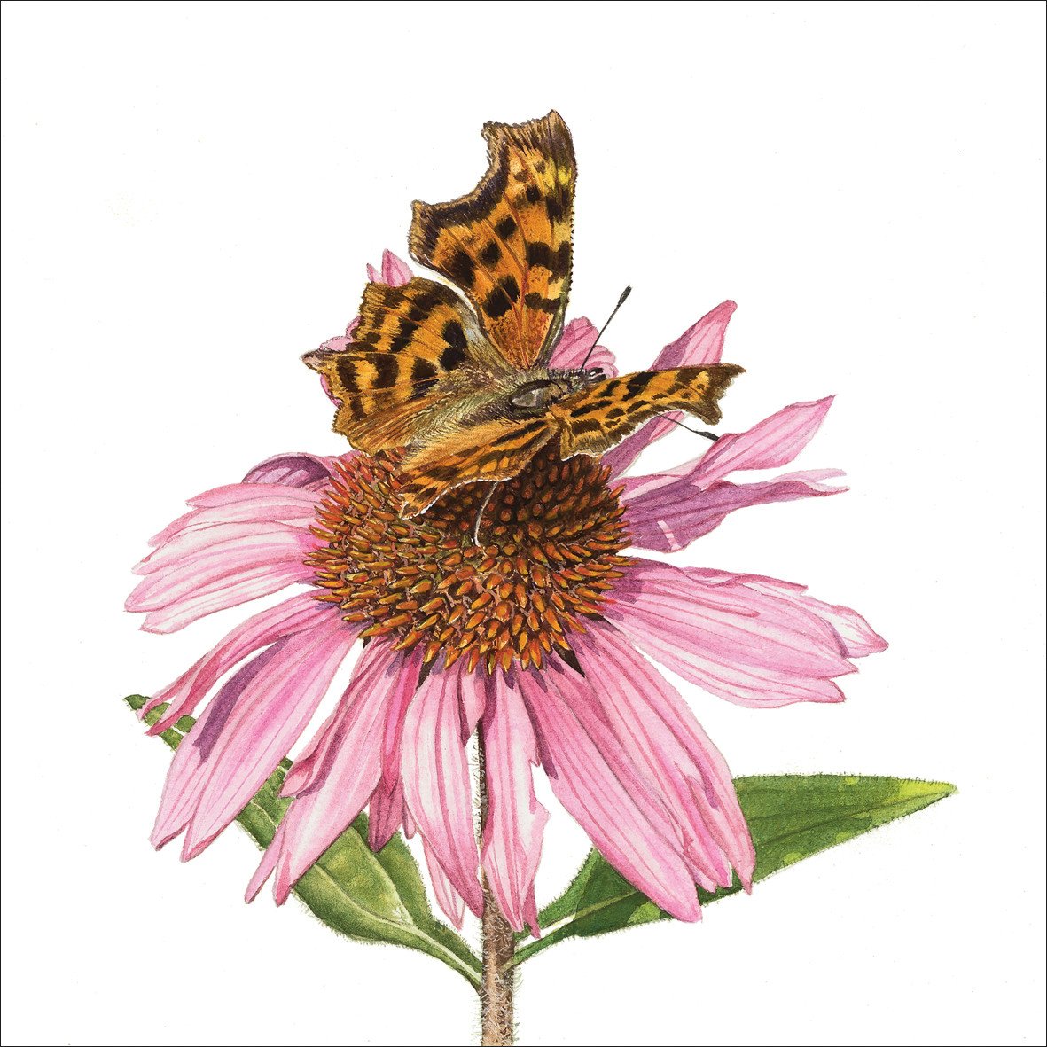 Butterfly and Echinacea.jpg