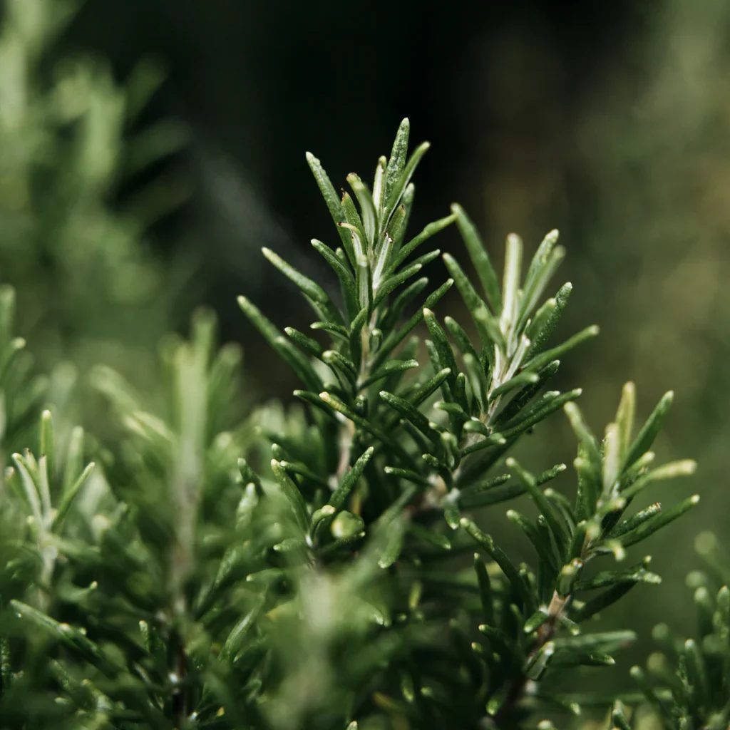 2_7d164117-38be-449c-b6c6-a406f1a9ac6d_1024x1024.webp