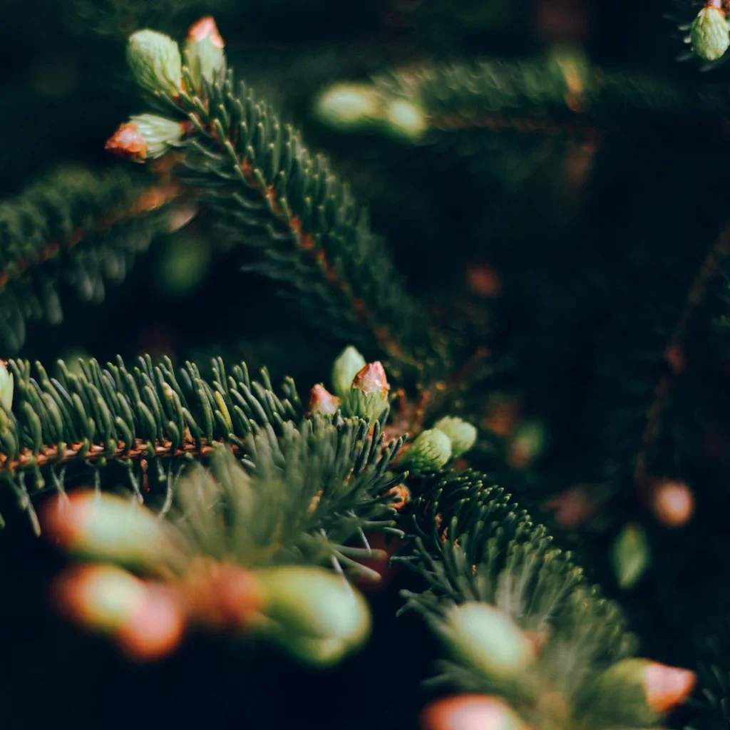 Sacred_Forest_Fragrance_Image.webp