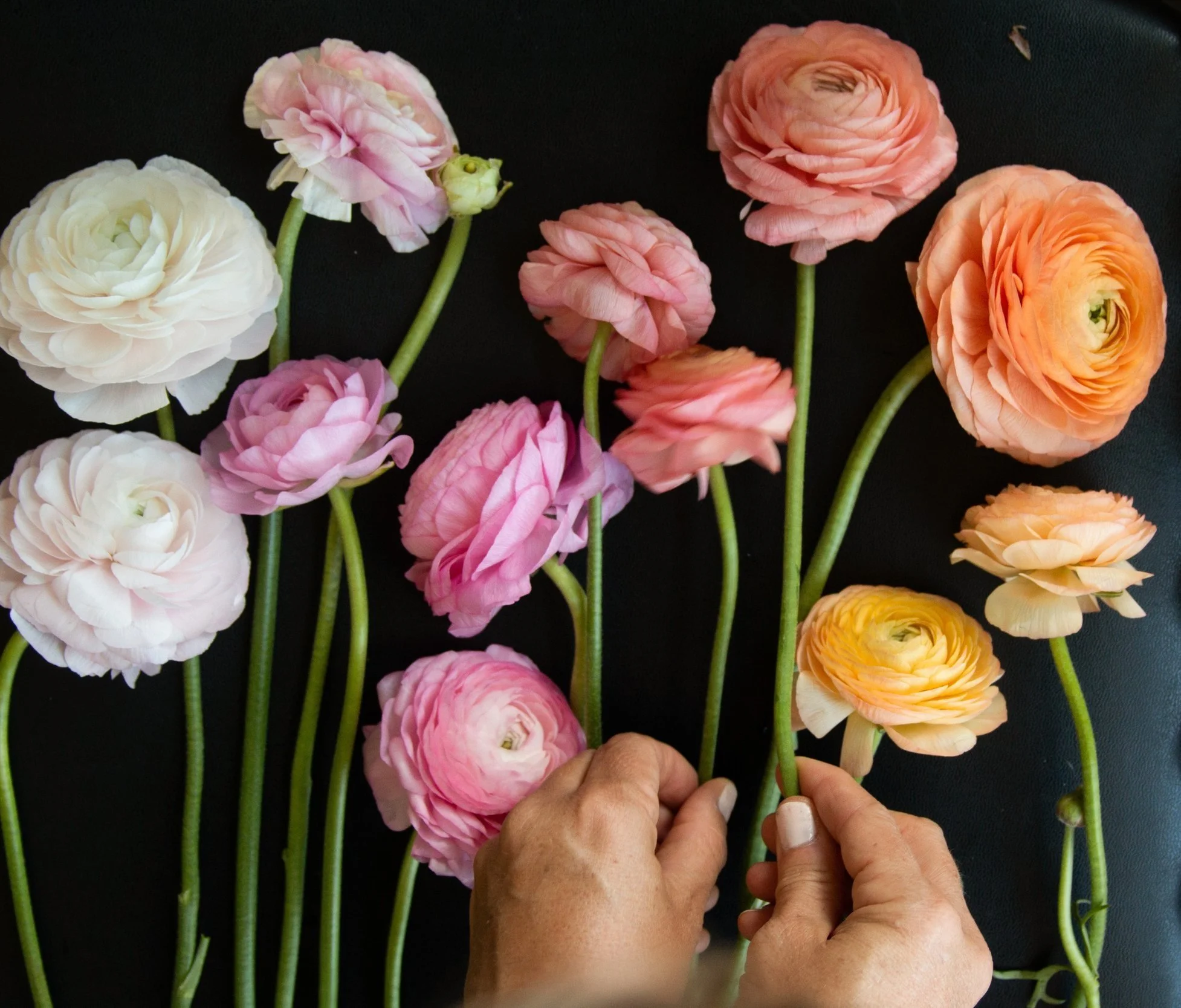 Are All Ranunculus Created Equal? — THE DAHLIA HOUSE