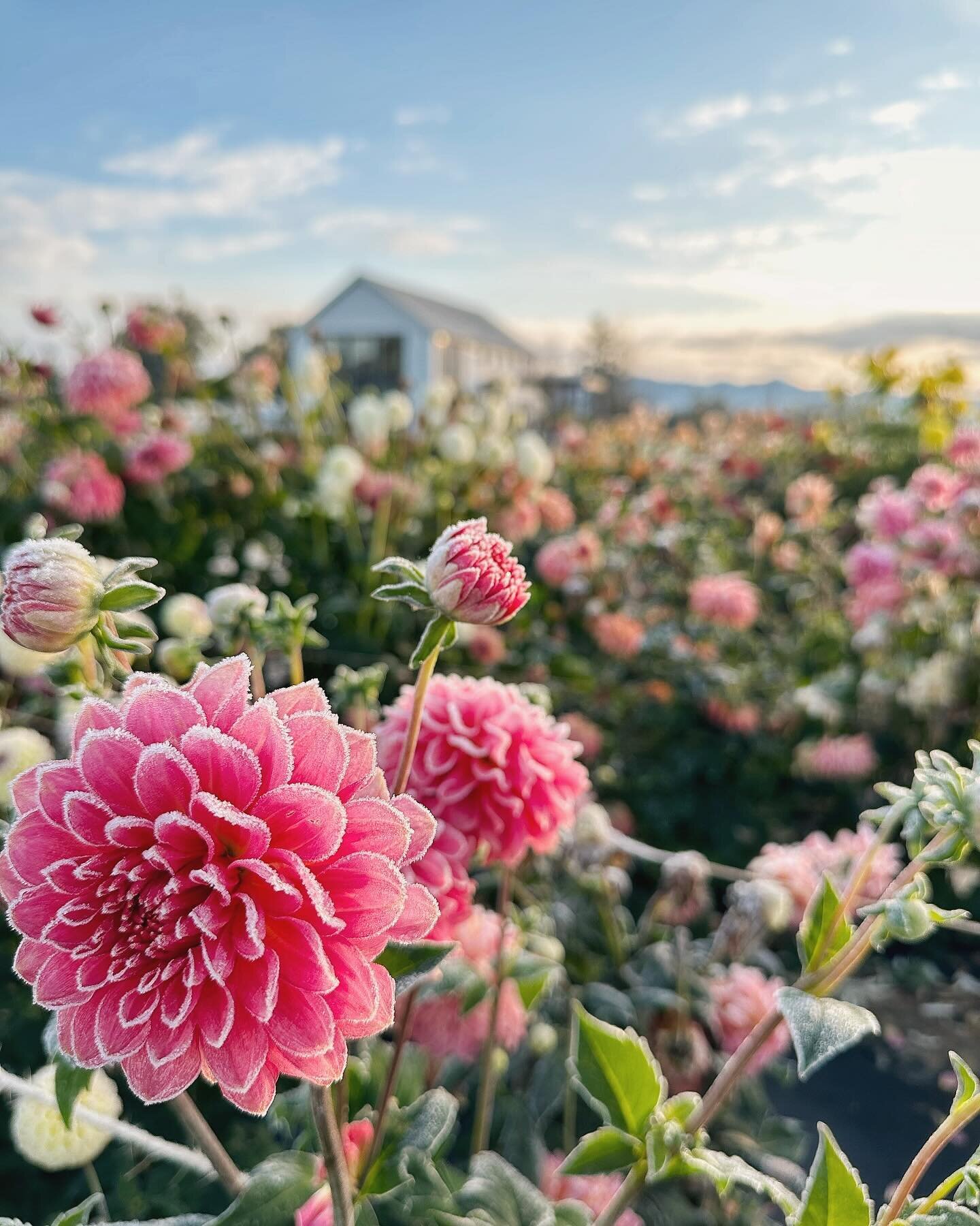 Hard to believe this was just 5 short months ago! We just started bed prep at my house and field prep this week to get these babies back in the ground after their winter snooze in my walk in cooler. Stay tuned for updates:) 

In the meantime, we stil