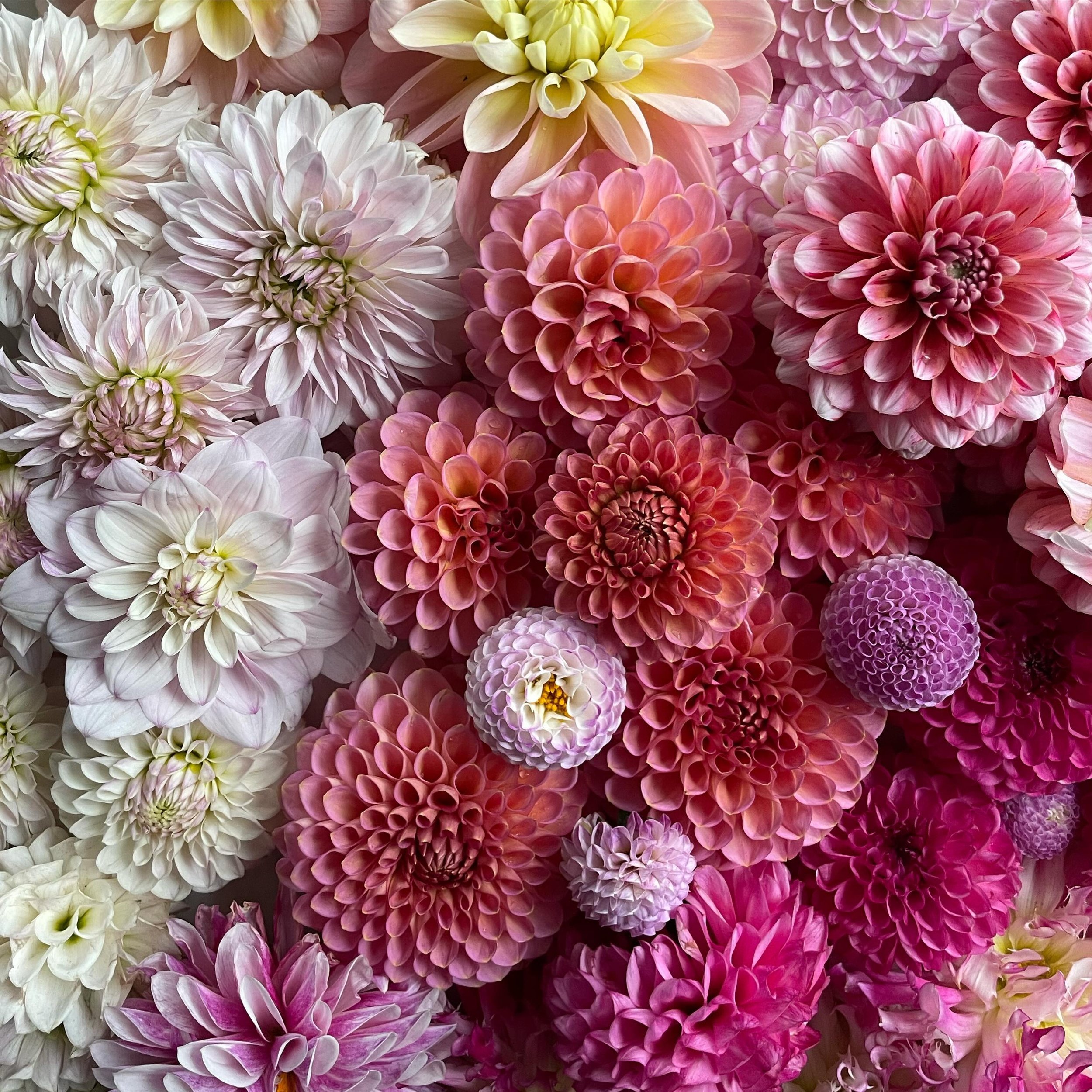 Upcoming events, early ticket sales (and shop discounts?!) in our next newsletter.

Sign up on our website if you want in on this action💕

Dahlias pictured: 
Verkist Tranquility
Strawberry Cream
Rock Run Ashley
Jasmine Pearl
Rycroft Jan
Salish Twili