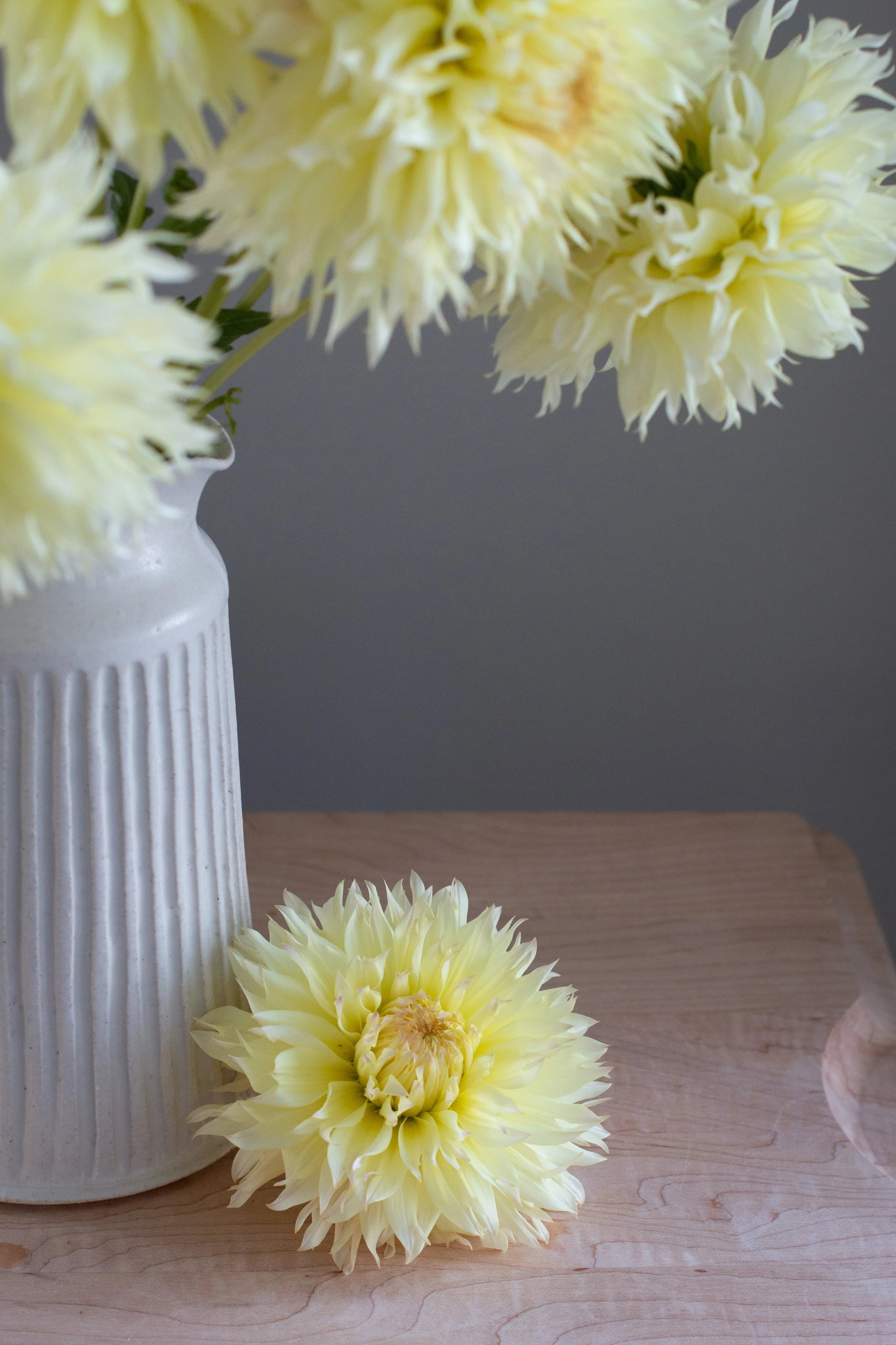 Citron du Cap — THE DAHLIA HOUSE