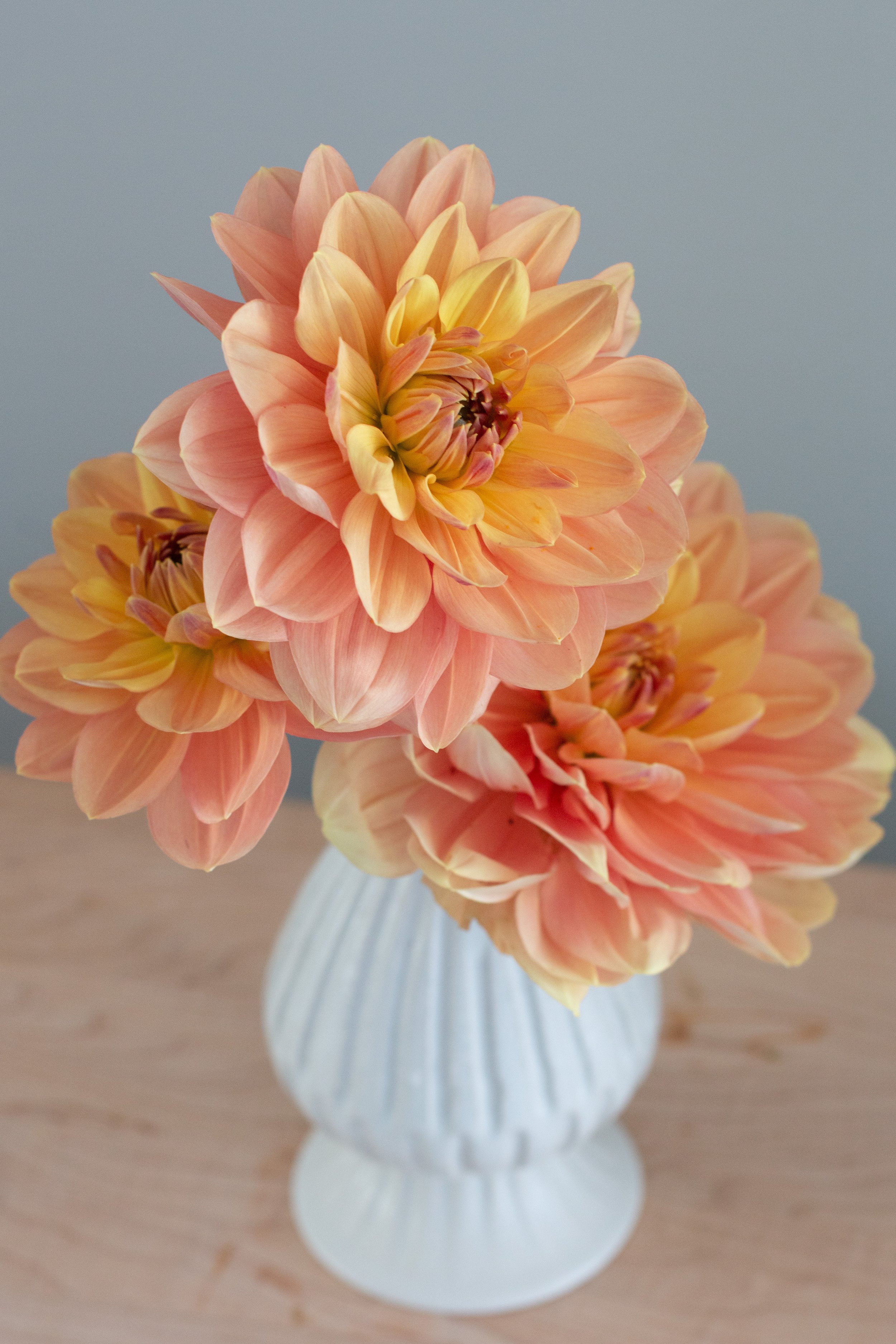 Lover Boy THE DAHLIA HOUSE lover-boy-the-dahlia-house