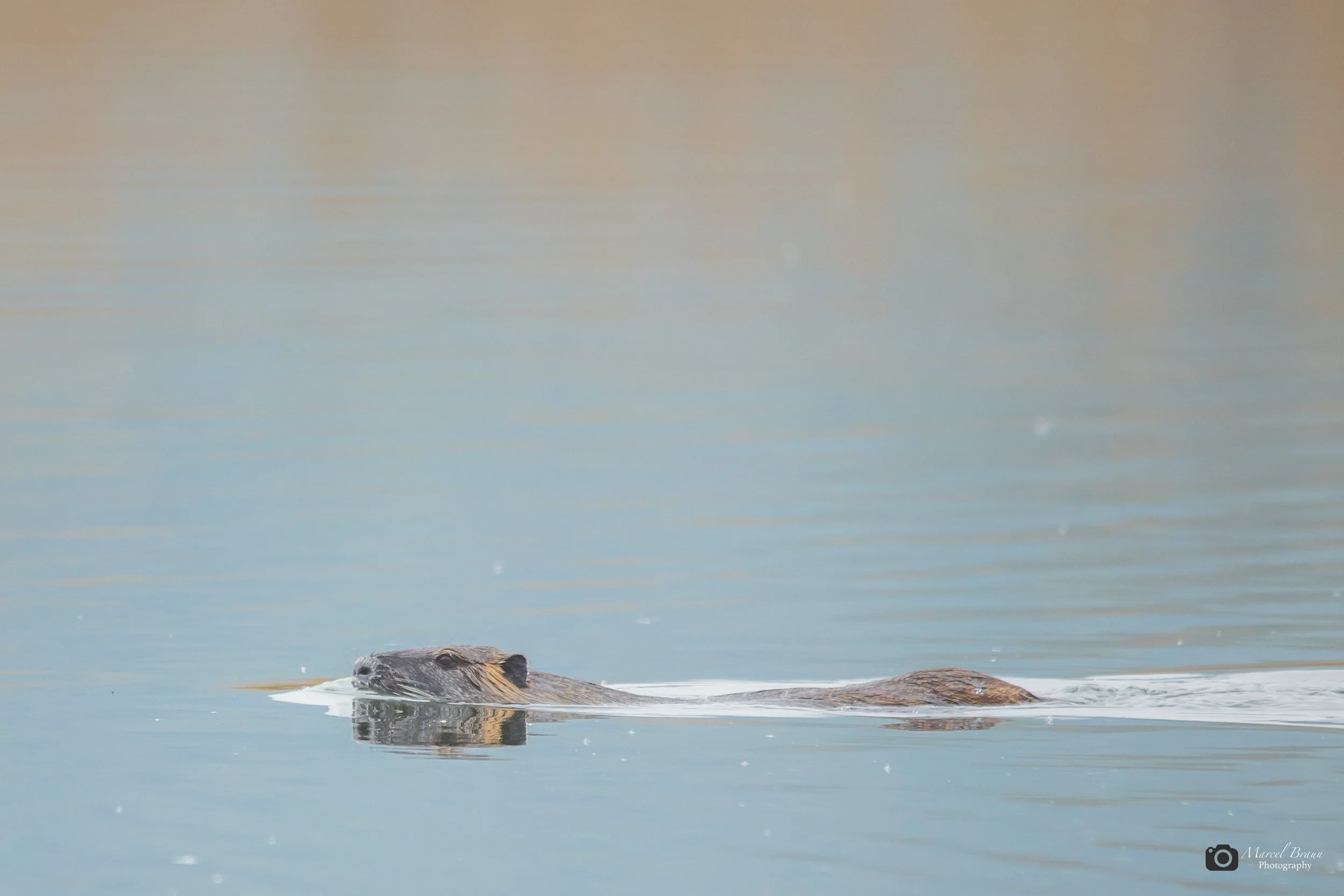 Nutria I Canon EOS 5 D Mark III I Sigma 150-500mm APO DG OS