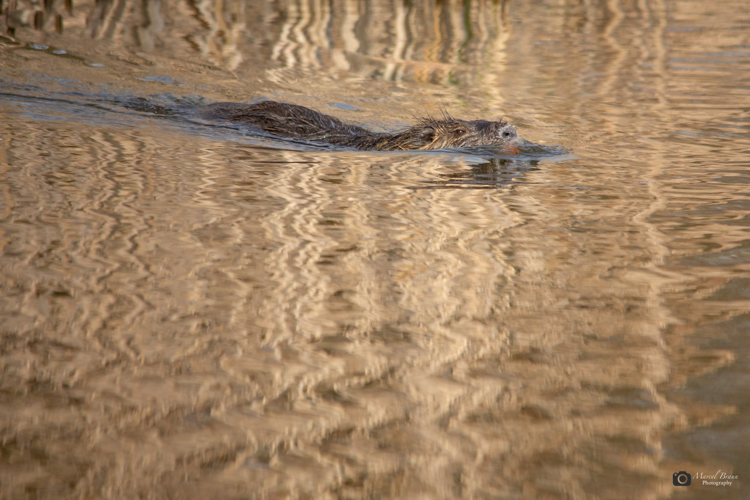 Nutria I Canon EOS 5 D Mark III I Sigma 150-500mm APO DG OS