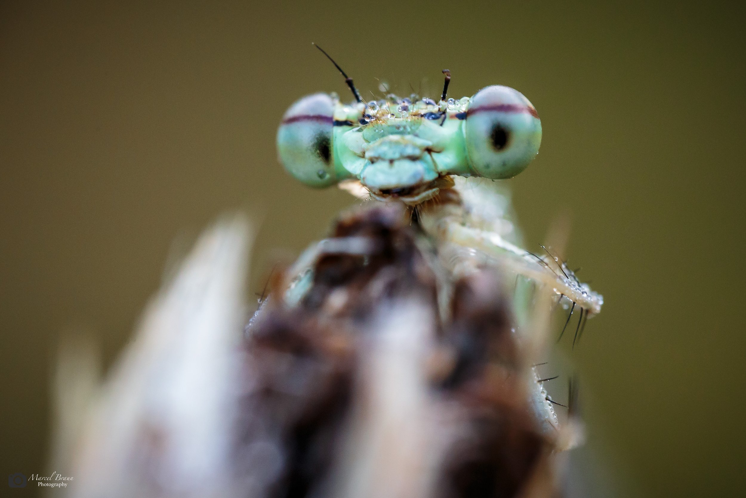 Libelle I Canon EOS 5 D Mark III I Laowa 100mm f/2,8 Macro 2x