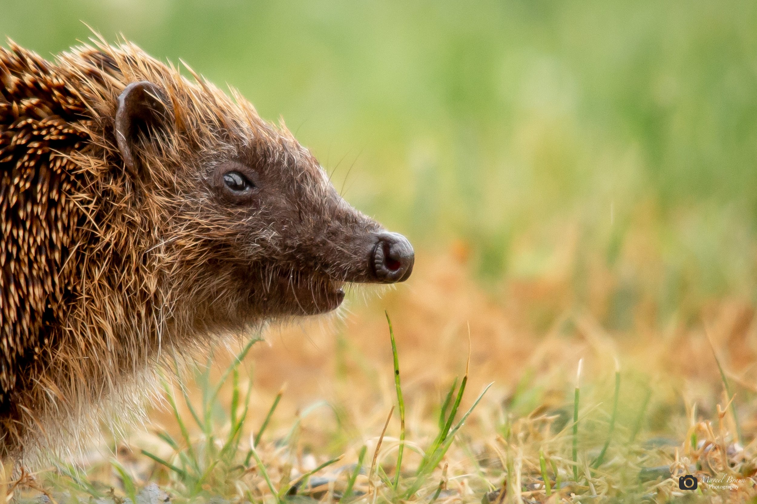 Igel I Canon EOS 5 D Mark III I Sigma 150-500mm APO DG OS