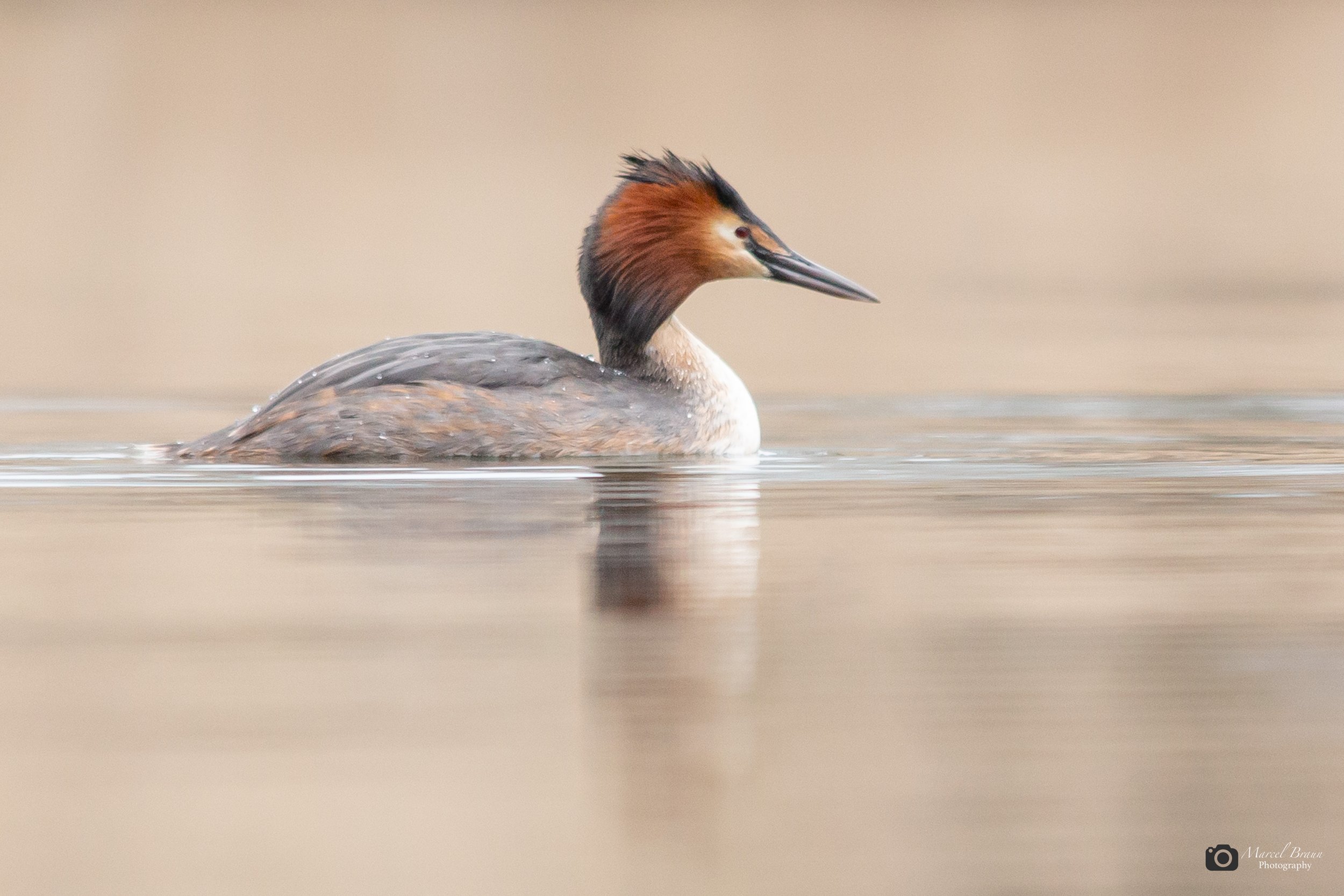 Haubentaucher I Canon EOS 5 D Mark III I Sigma 150-500mm APO DG OS