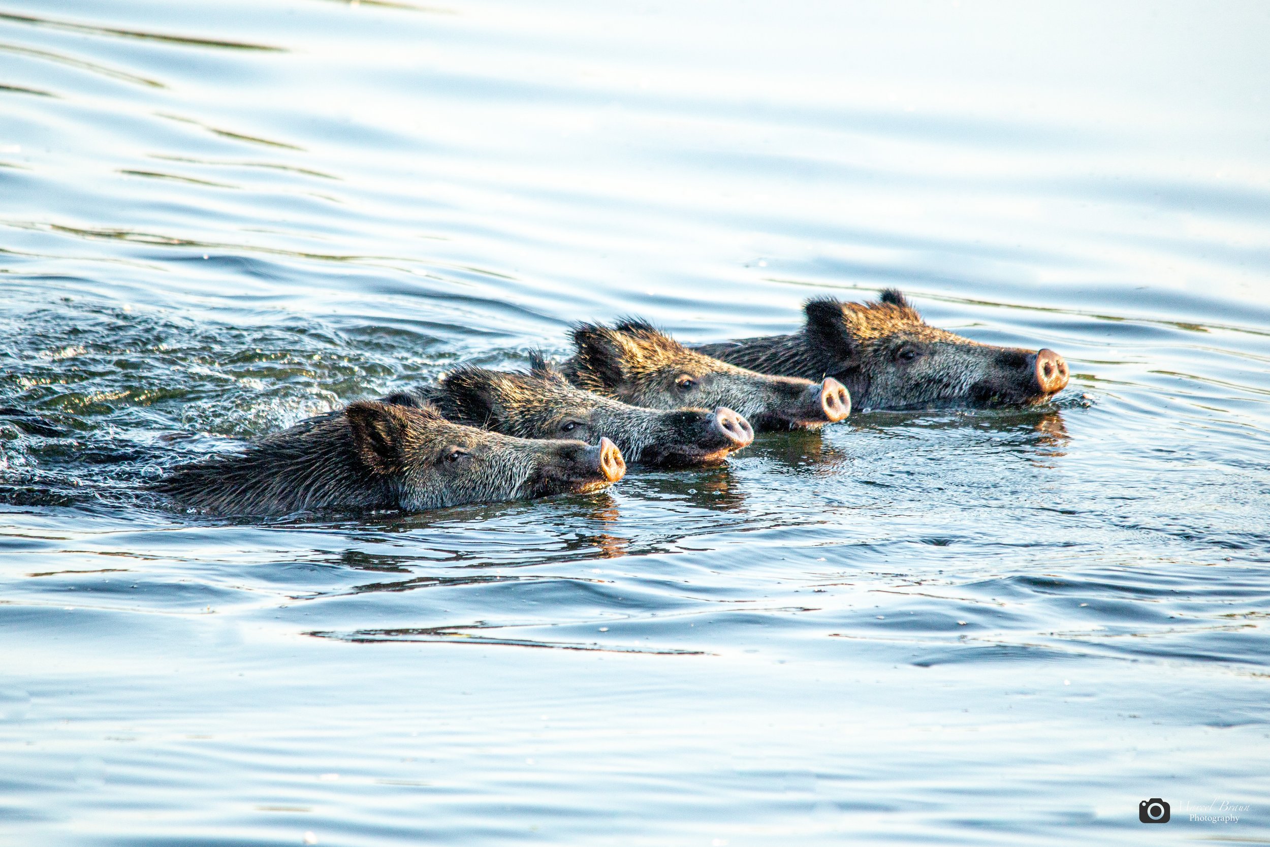 Wildschweinrotte im Wasser I Canon EOS 5 D Mark III I Sigma 150-500mm APO DG OS