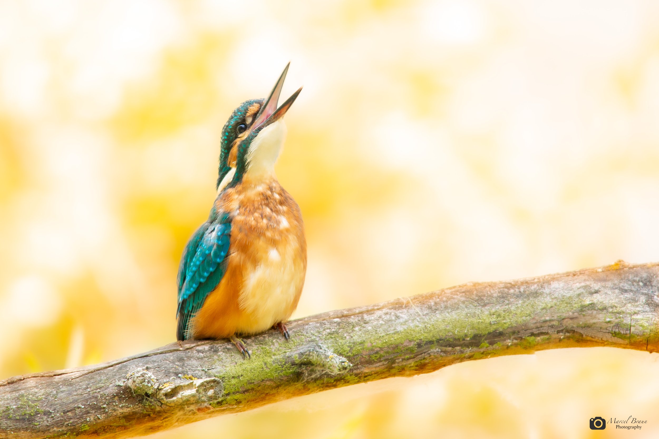 Eisvogel I Canon EOS 5 D Mark III I Sigma 150-500mm APO DG OS