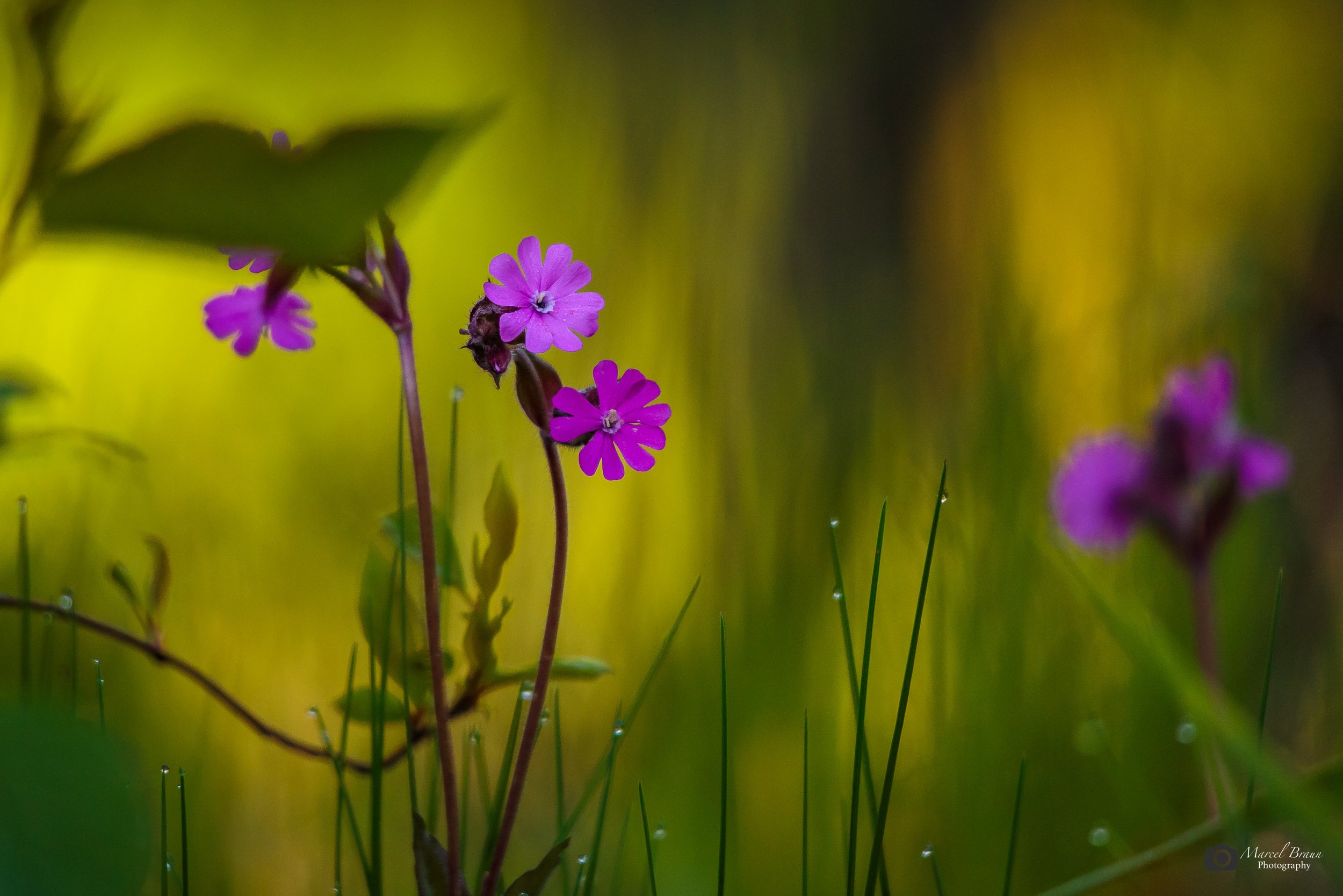 Blüten I Canon EOS 5 D Mark III I Canon EF 24-70mm f/2,8L II USM