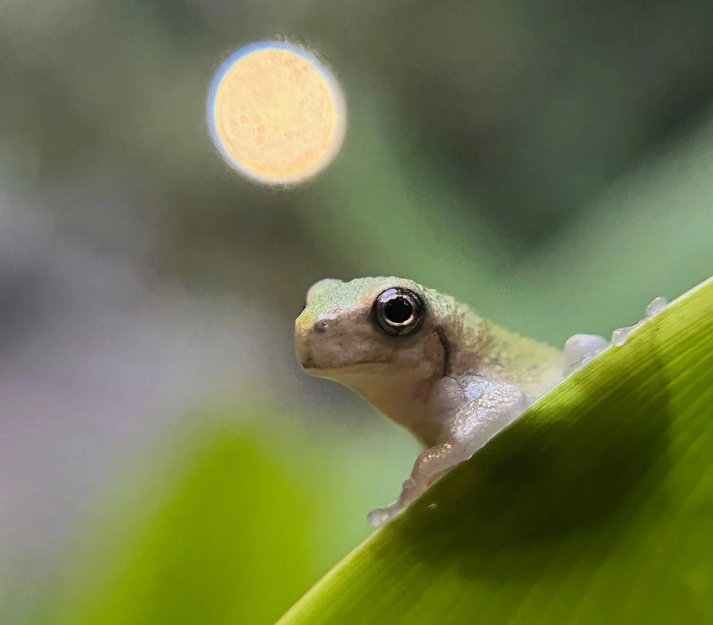 It's Not Easy Being Gray