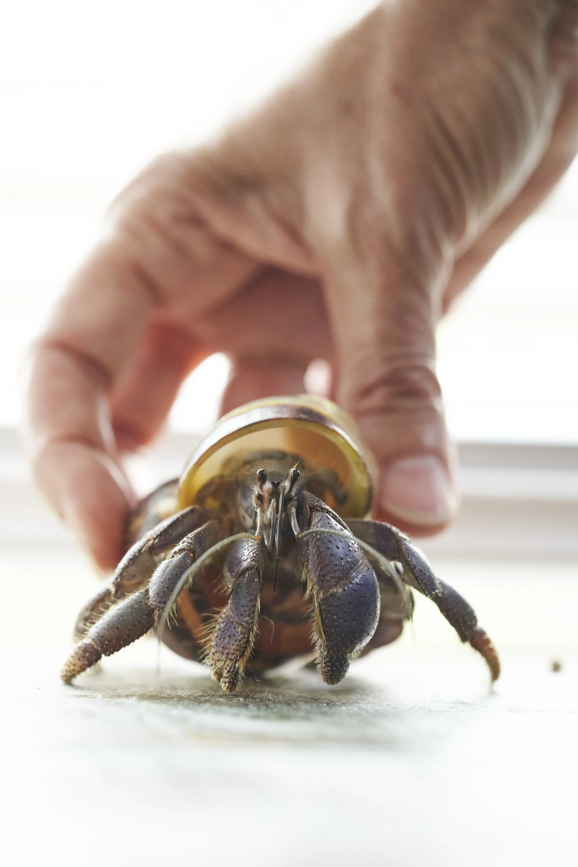 Consider the Hermit Crab