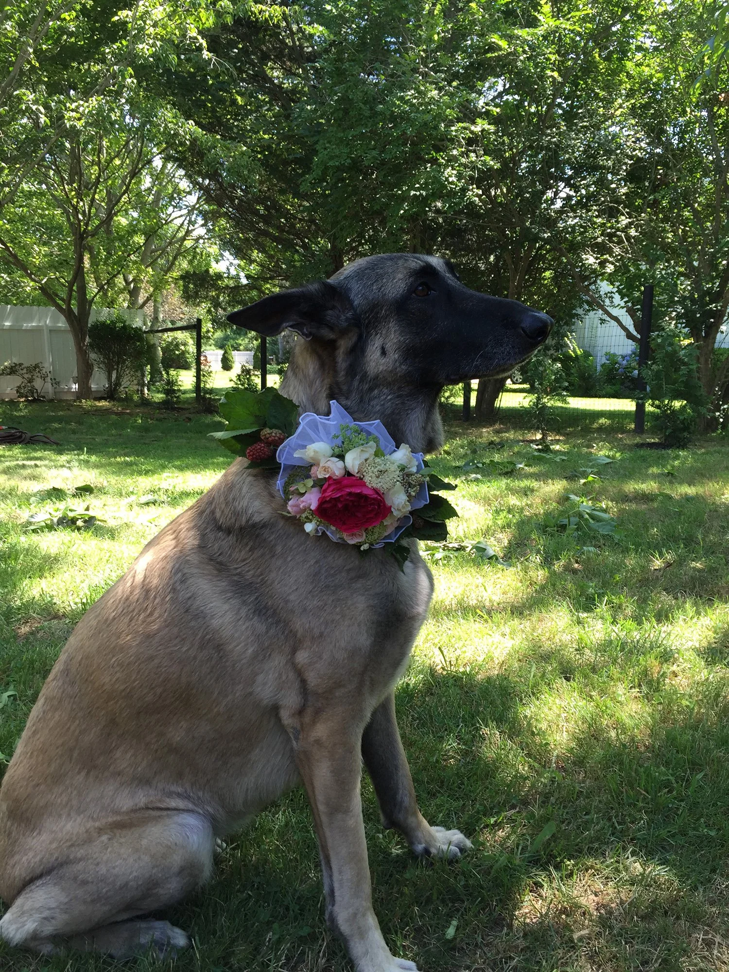 Fur-baby flower girl 2.jpg