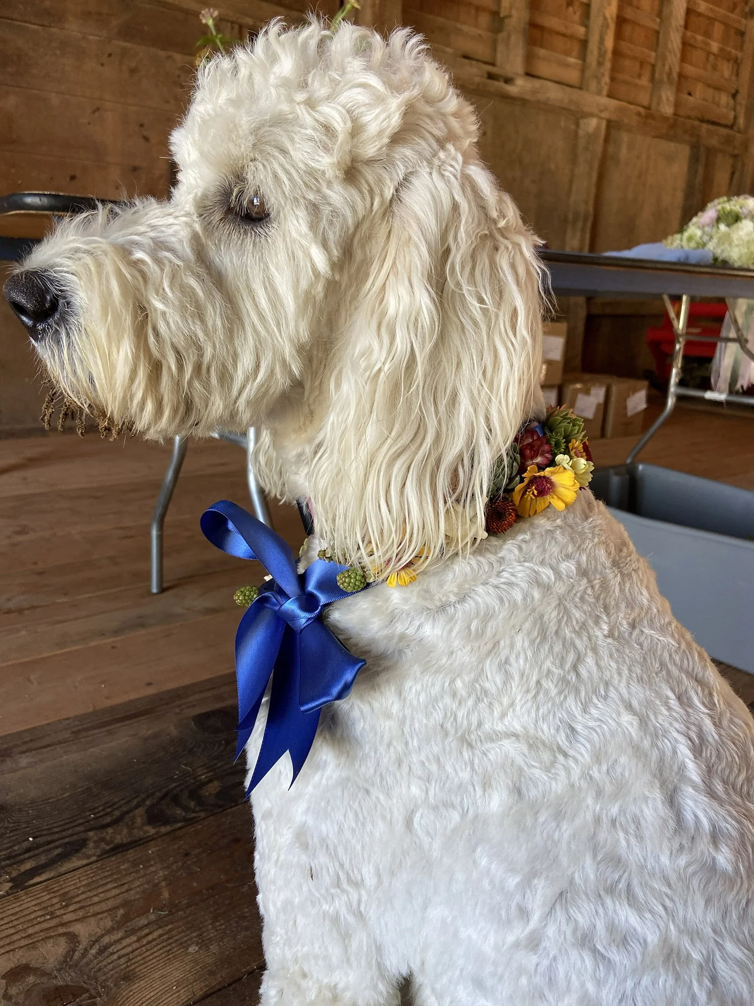 Fur-baby ring bearer.jpg