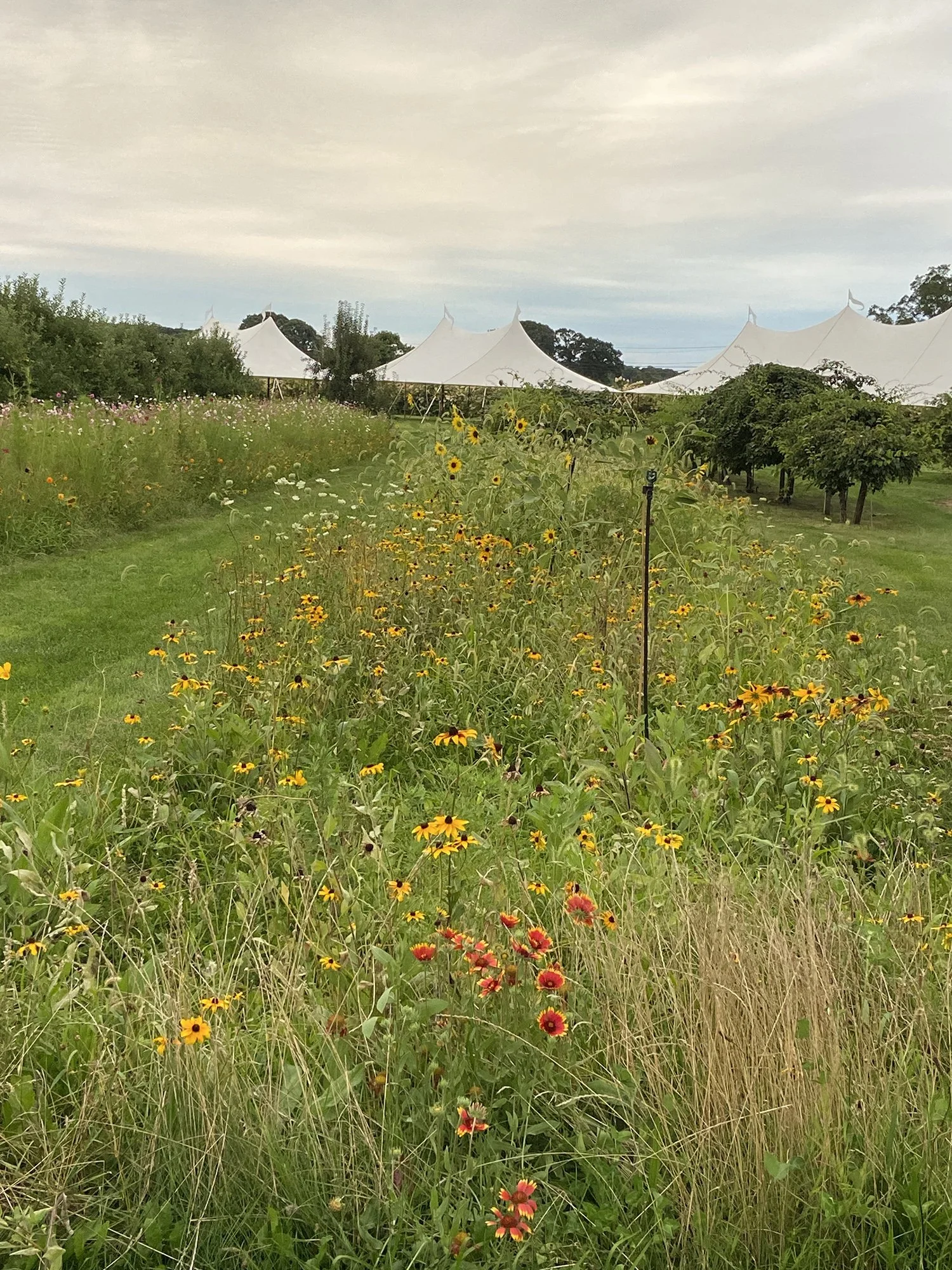 A view across Salt Air Farm at the wedding tents.jpg