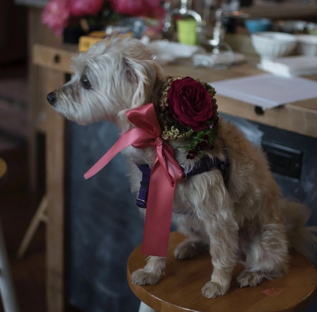 Fur-baby flower girl 1.jpg