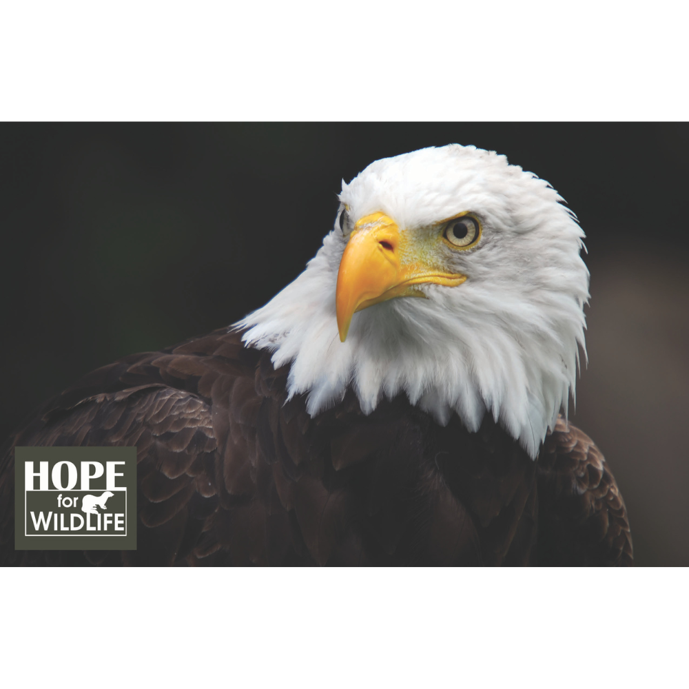 Sponsorship Kit - Eagle.png