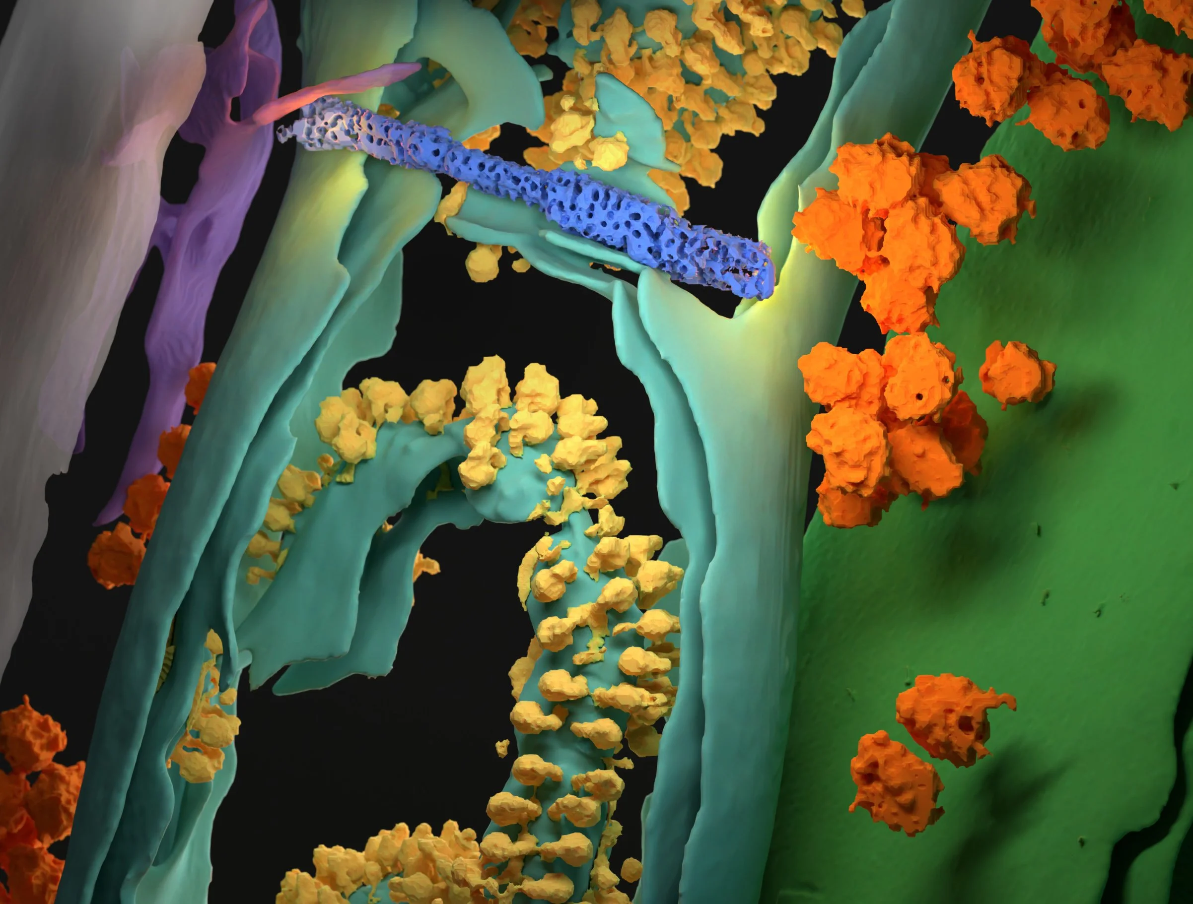 Molecular Cell Cover