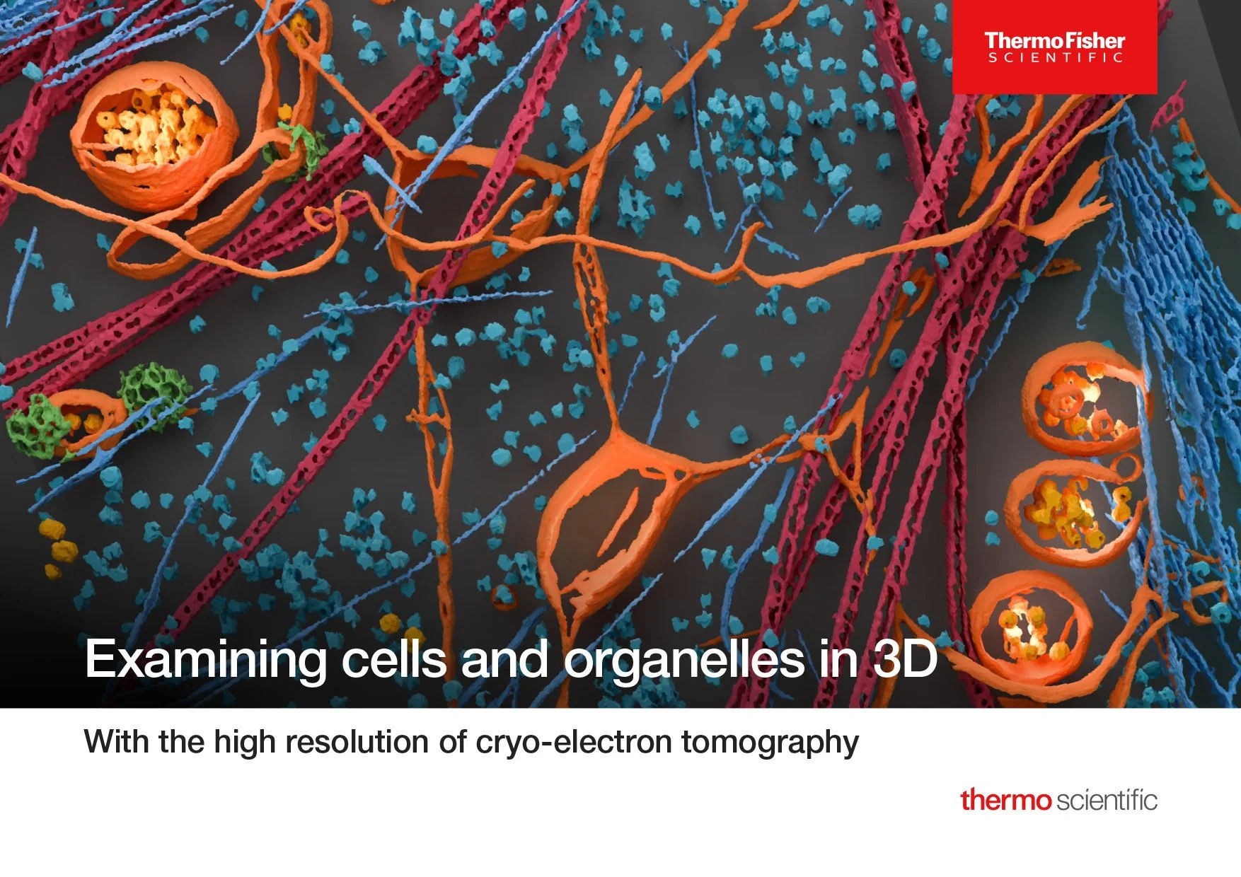 Examining cells and organelles in 3D