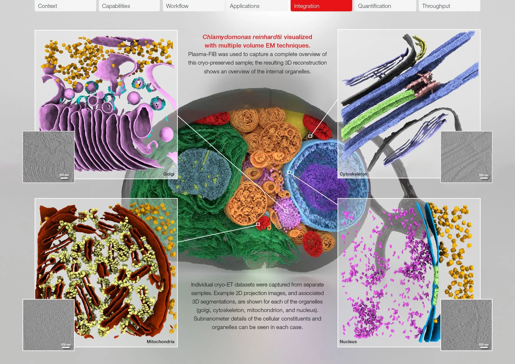 BR0219-EN-11-2025 Cells and organelles ebook_WEB-11.jpg